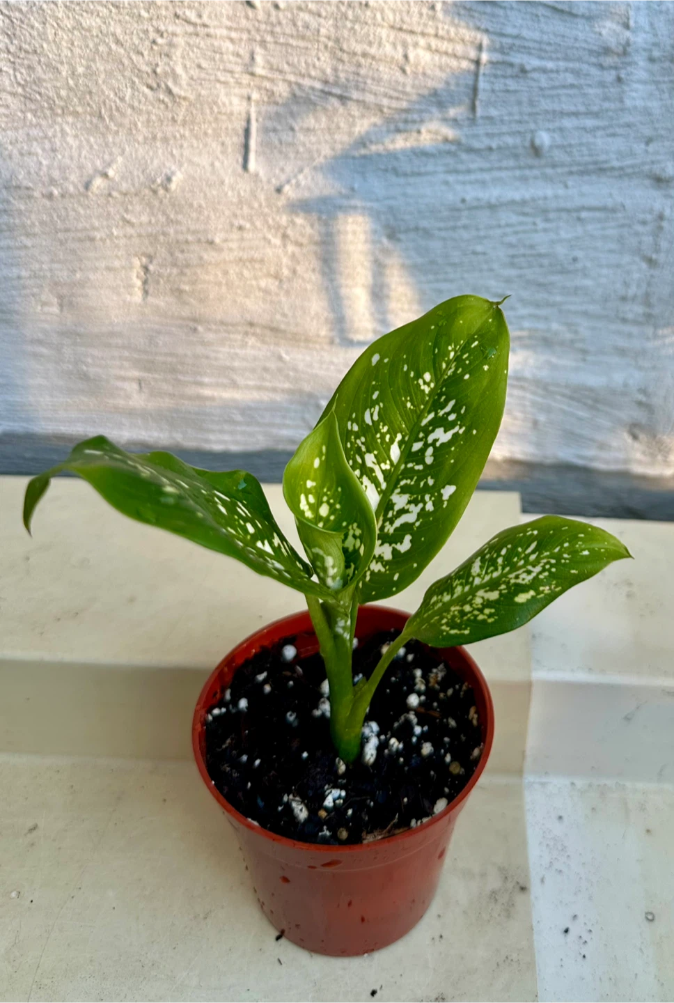 🌿Small Dumb Cane Plant (Dieffenbachia) in 3” pot.