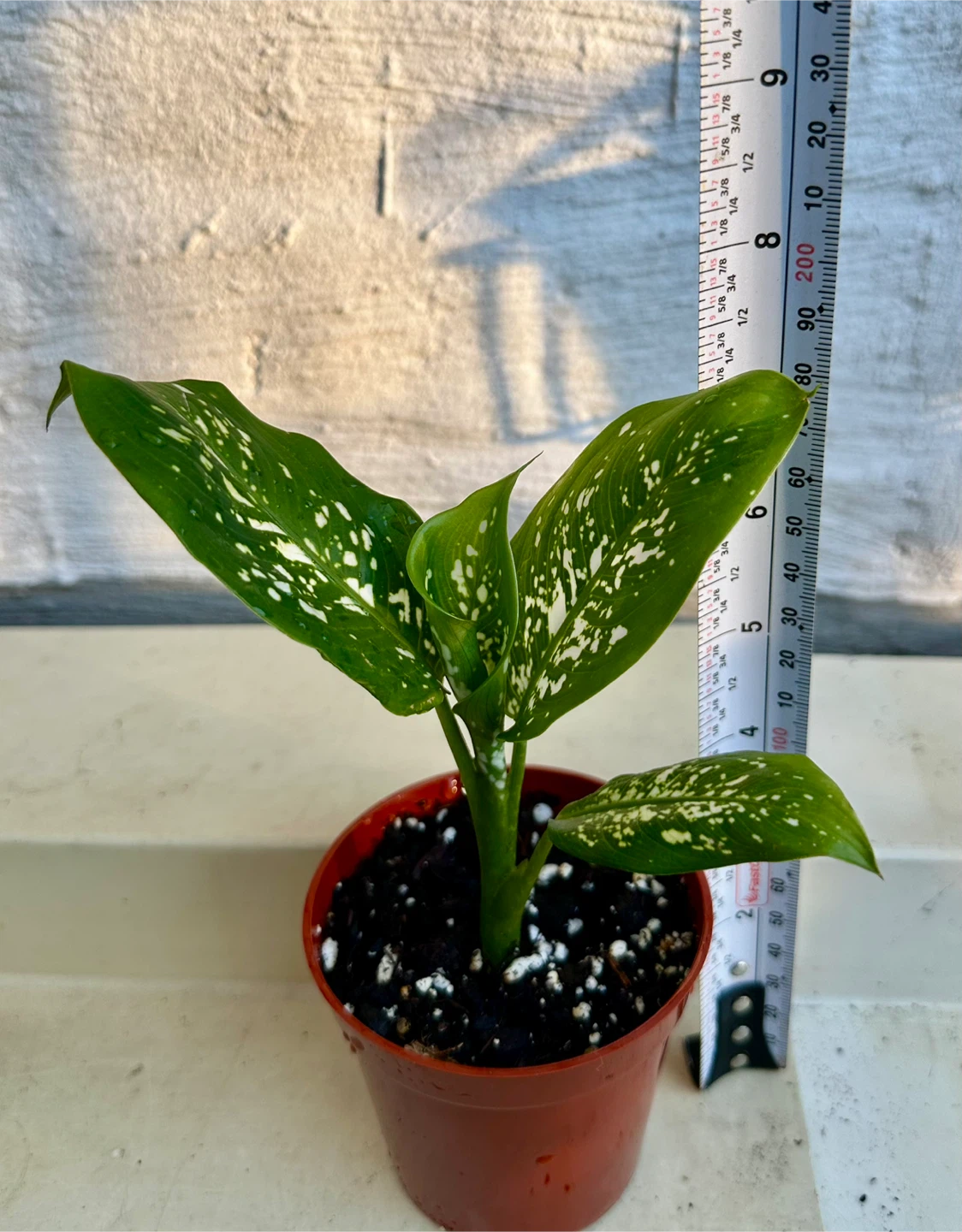 🌿Small Dumb Cane Plant (Dieffenbachia) in 3” pot. - photo 2