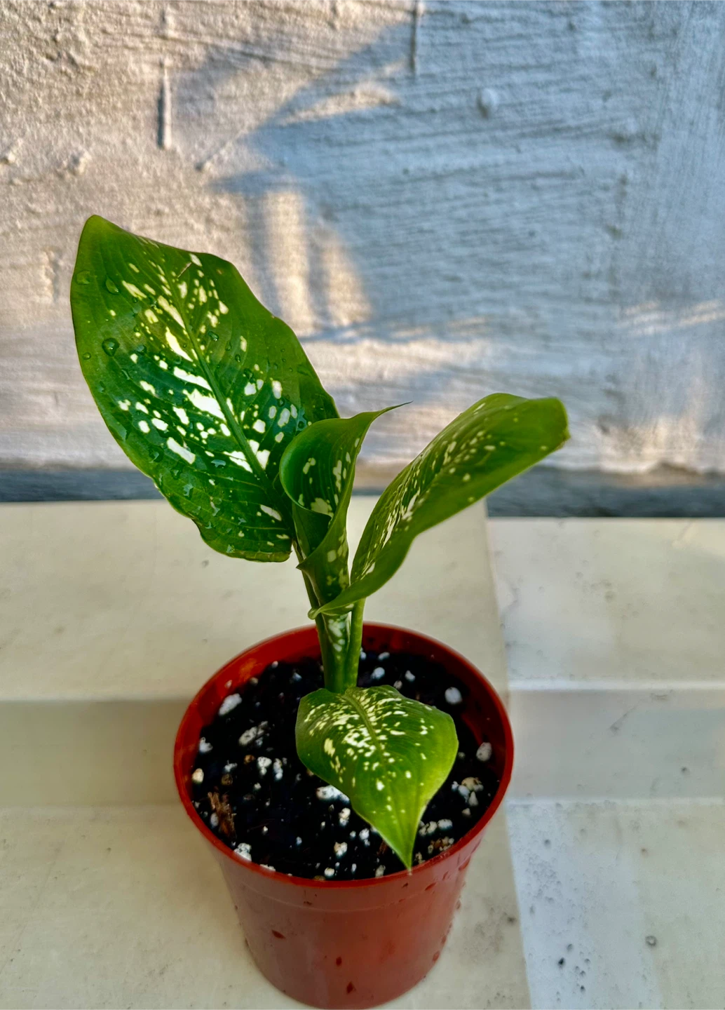 🌿Small Dumb Cane Plant (Dieffenbachia) in 3” pot. - photo 3
