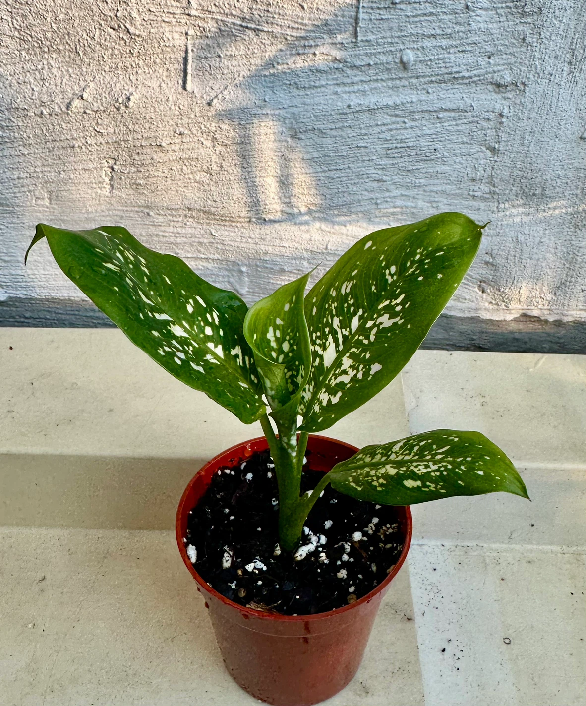 🌿Small Dumb Cane Plant (Dieffenbachia) in 3” pot. - photo 4