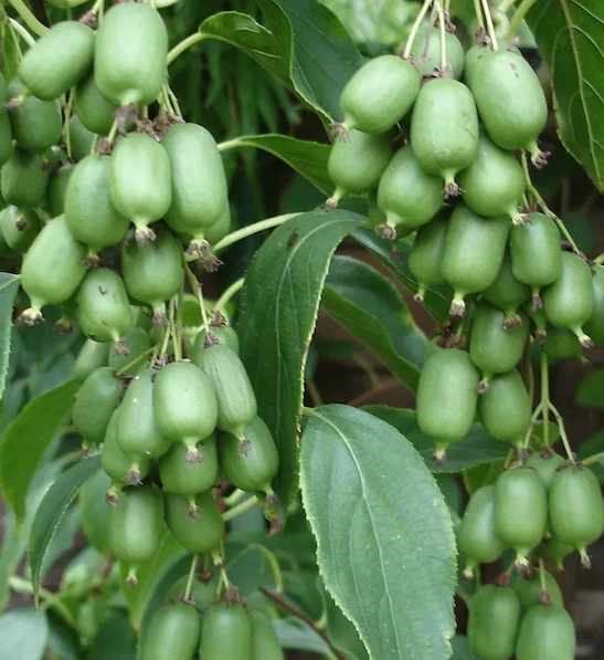 Kiwi Plant Issai
