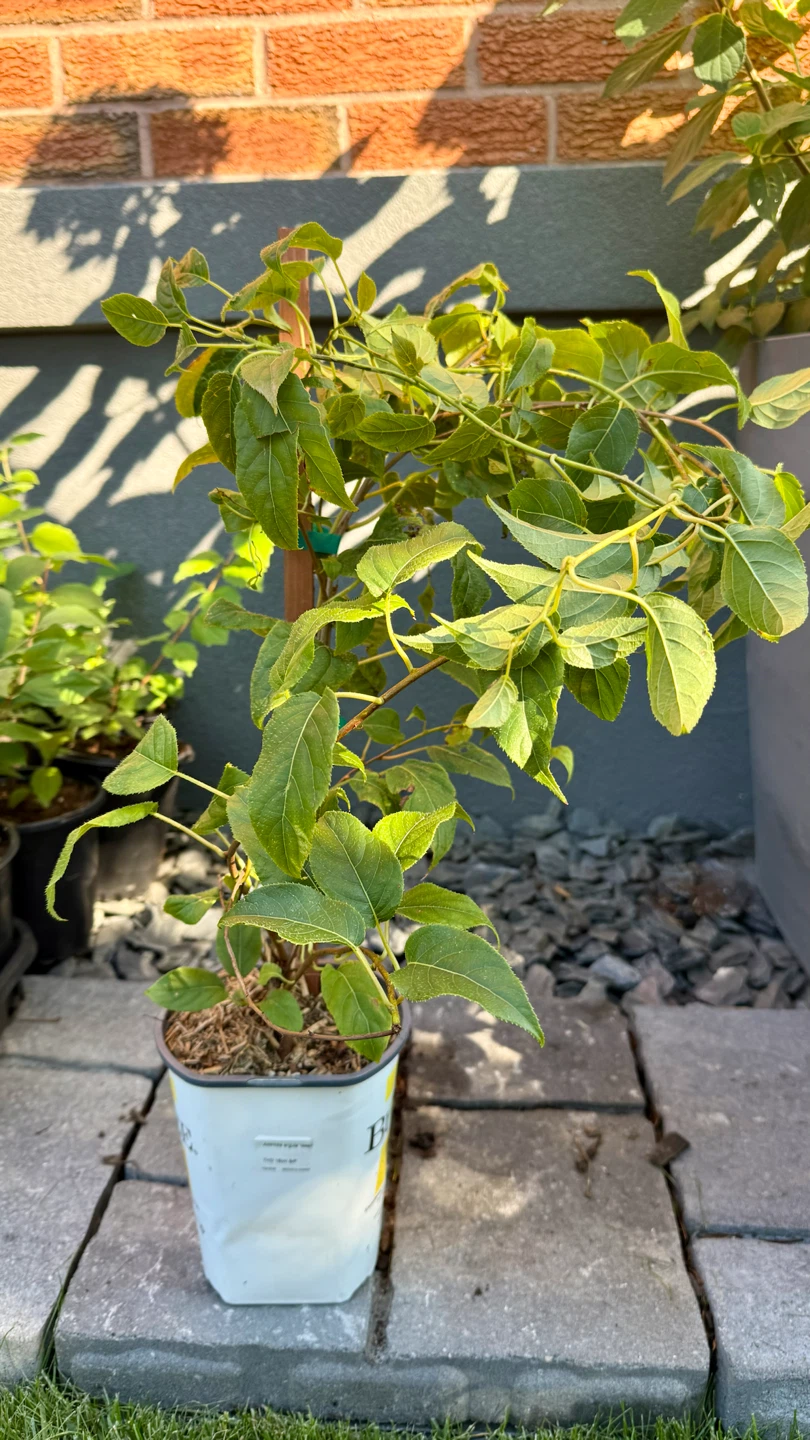 Kiwi Plant Issai - photo 3