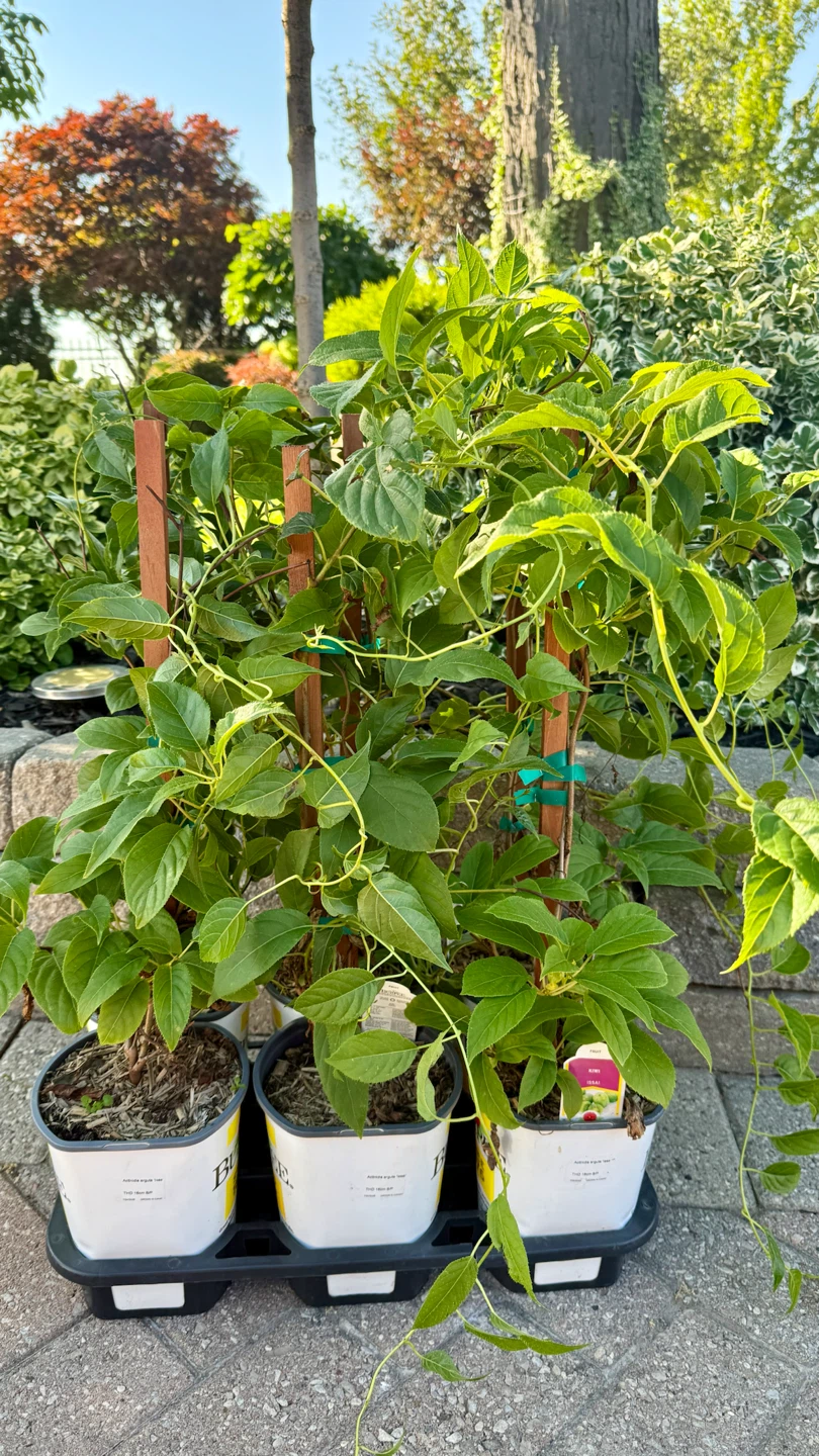 Kiwi Plant Issai - photo 4