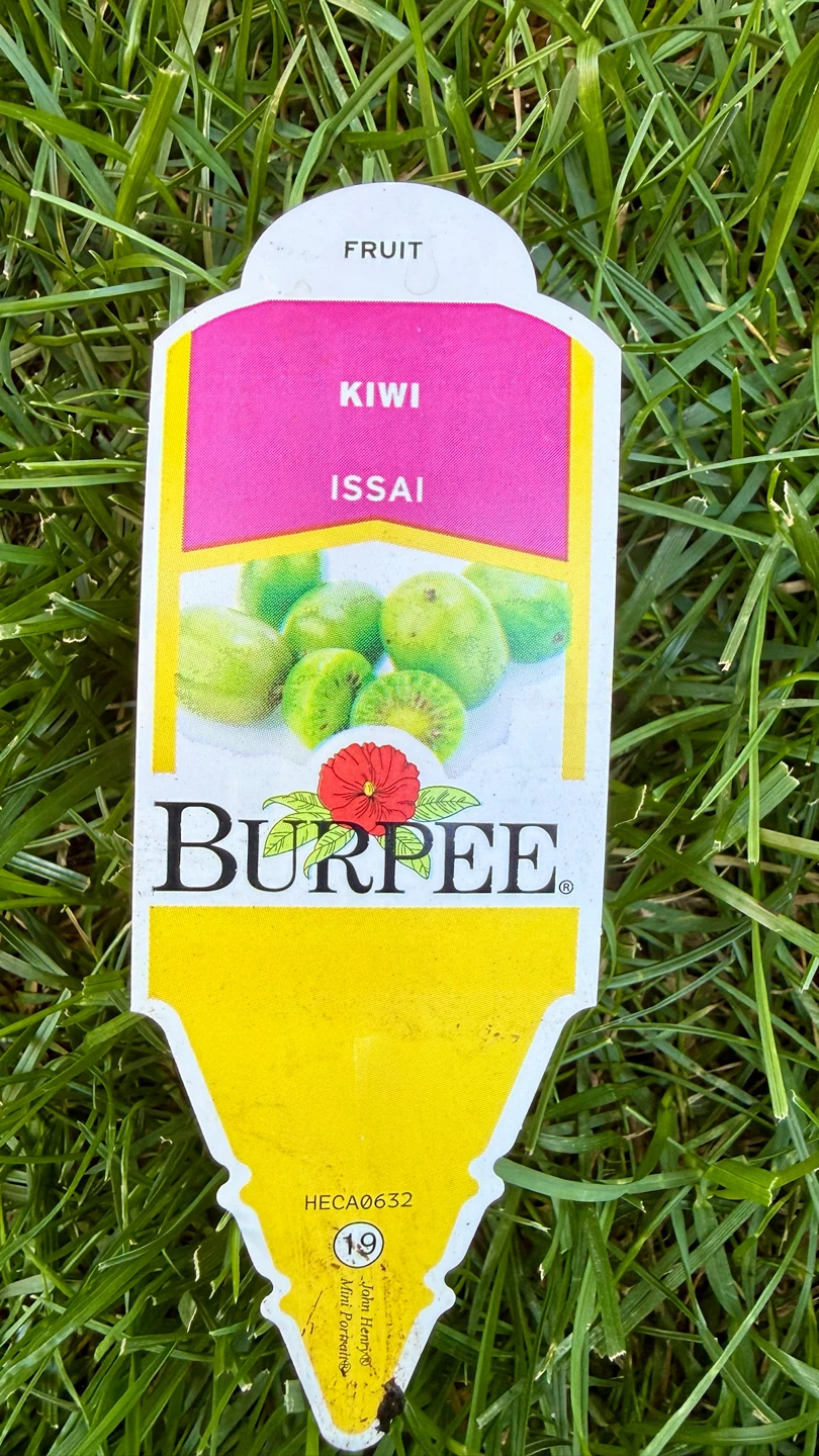Kiwi Plant Issai - photo 5
