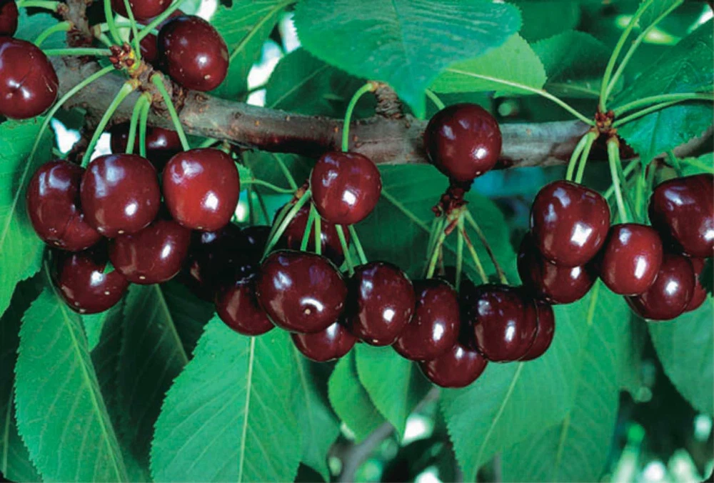Dwarf Cherry Tree - Romance Cupid Variety