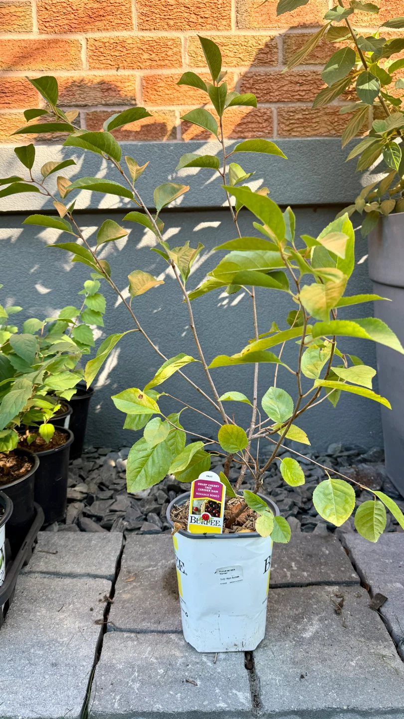 Dwarf Cherry Tree - Romance Cupid Variety - photo 2