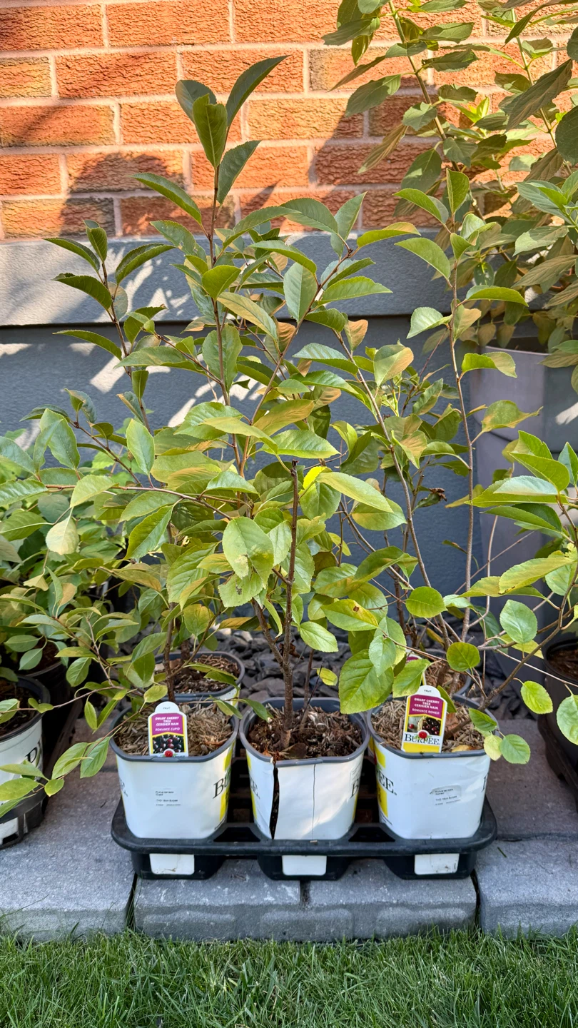Dwarf Cherry Tree - Romance Cupid Variety - photo 3