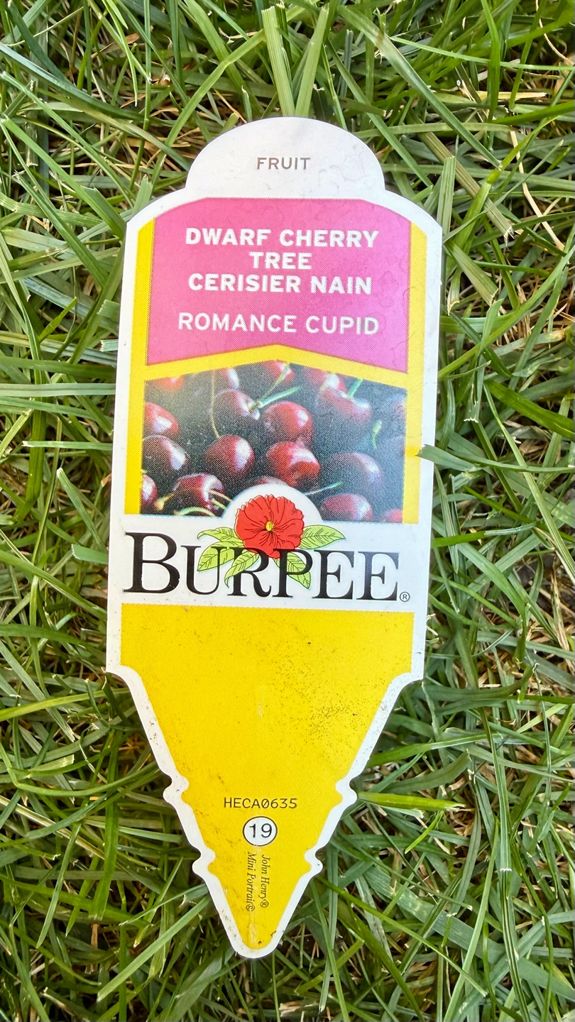 Dwarf Cherry Tree - Romance Cupid Variety - photo 4