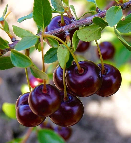 Dwarf Cherry Tree - Romance Cupid Variety - photo 5