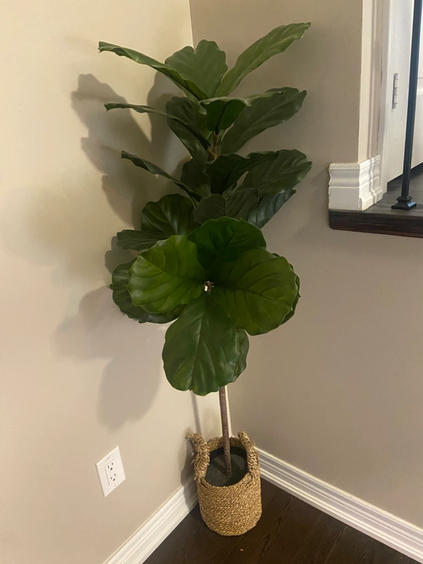 Artificial Fiddle Leaf Fig Tree in Woven Basket