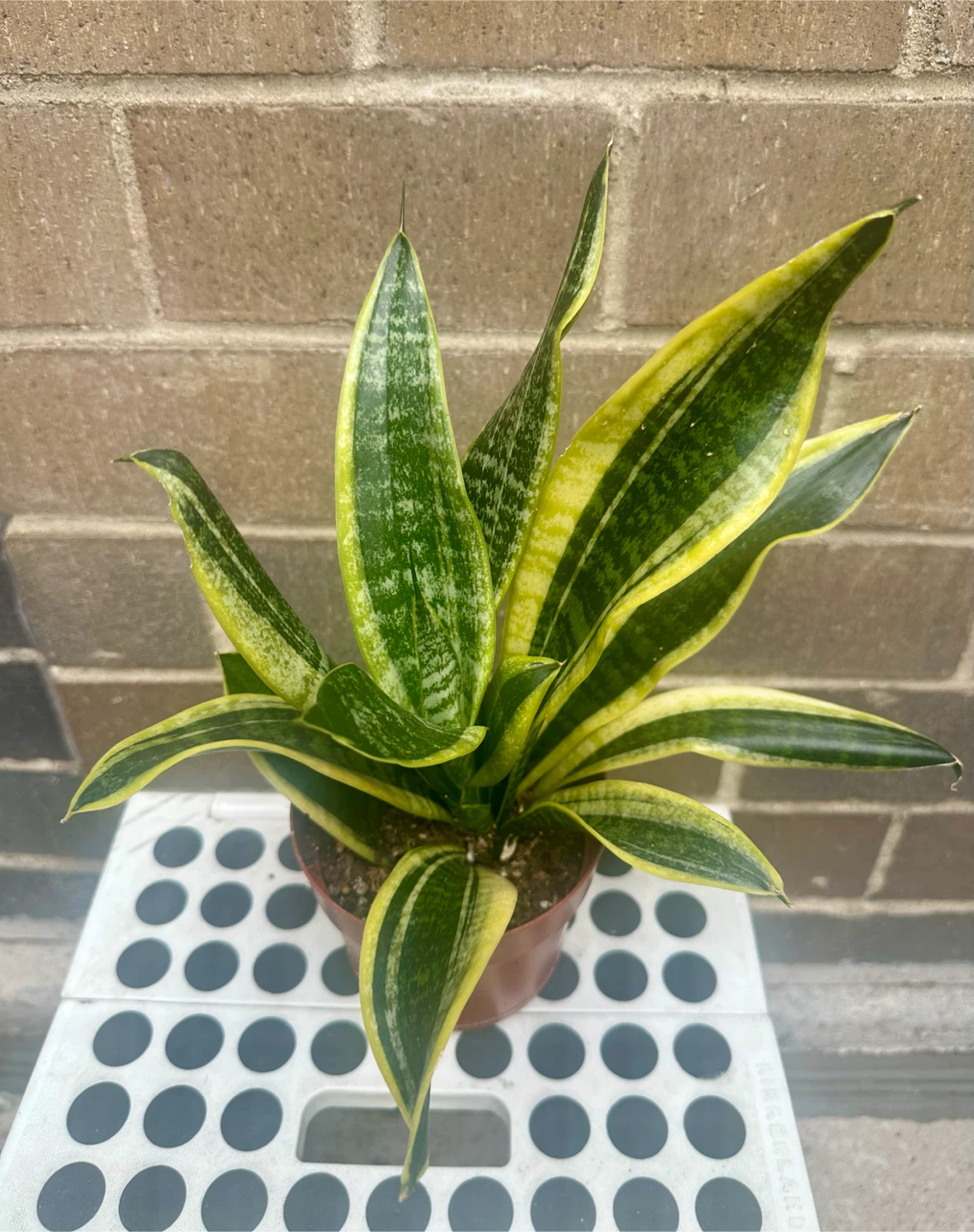 4 inch Snake plant Sansevieria Trifasciata optional cover pot
