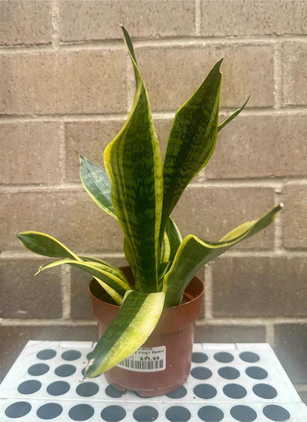4 inch Snake plant Sansevieria Trifasciata optional cover pot - photo 2