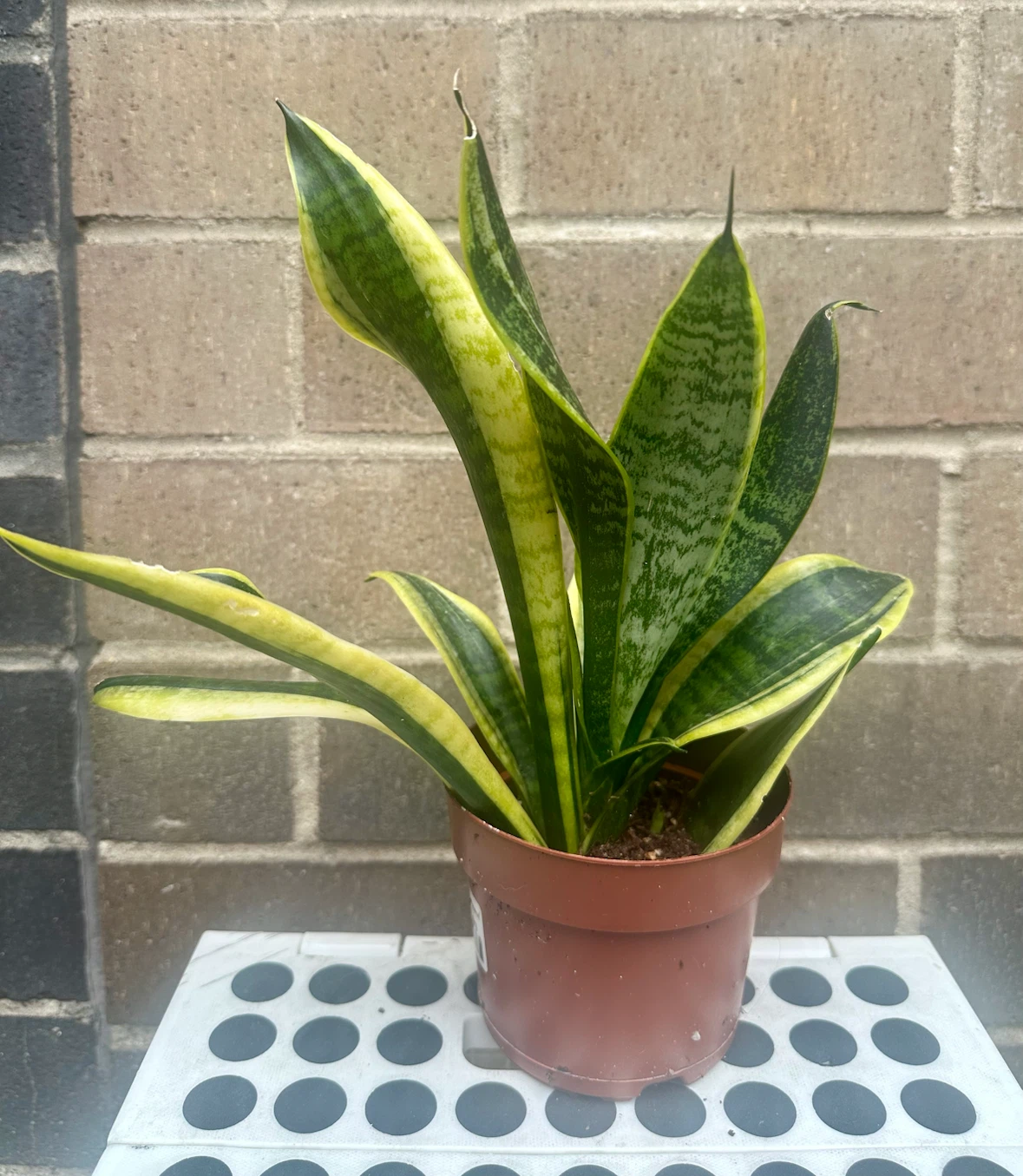 4 inch Snake plant Sansevieria Trifasciata optional cover pot - photo 3