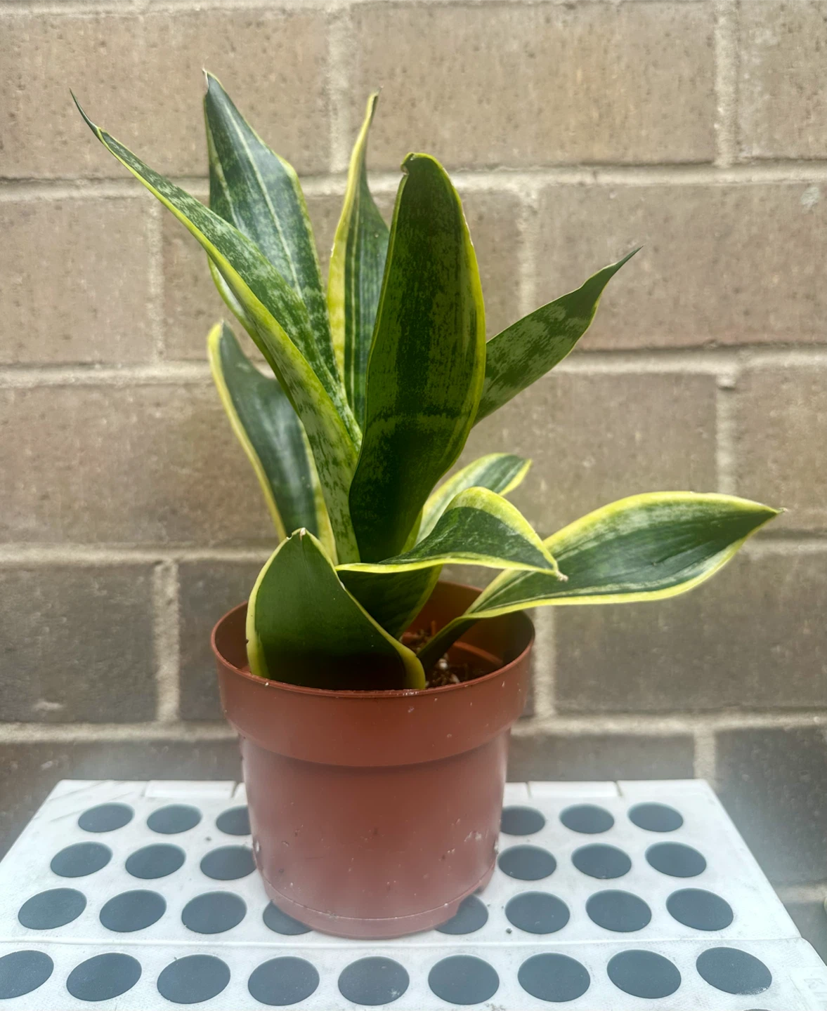 4 inch Snake plant Sansevieria Trifasciata optional cover pot - photo 4