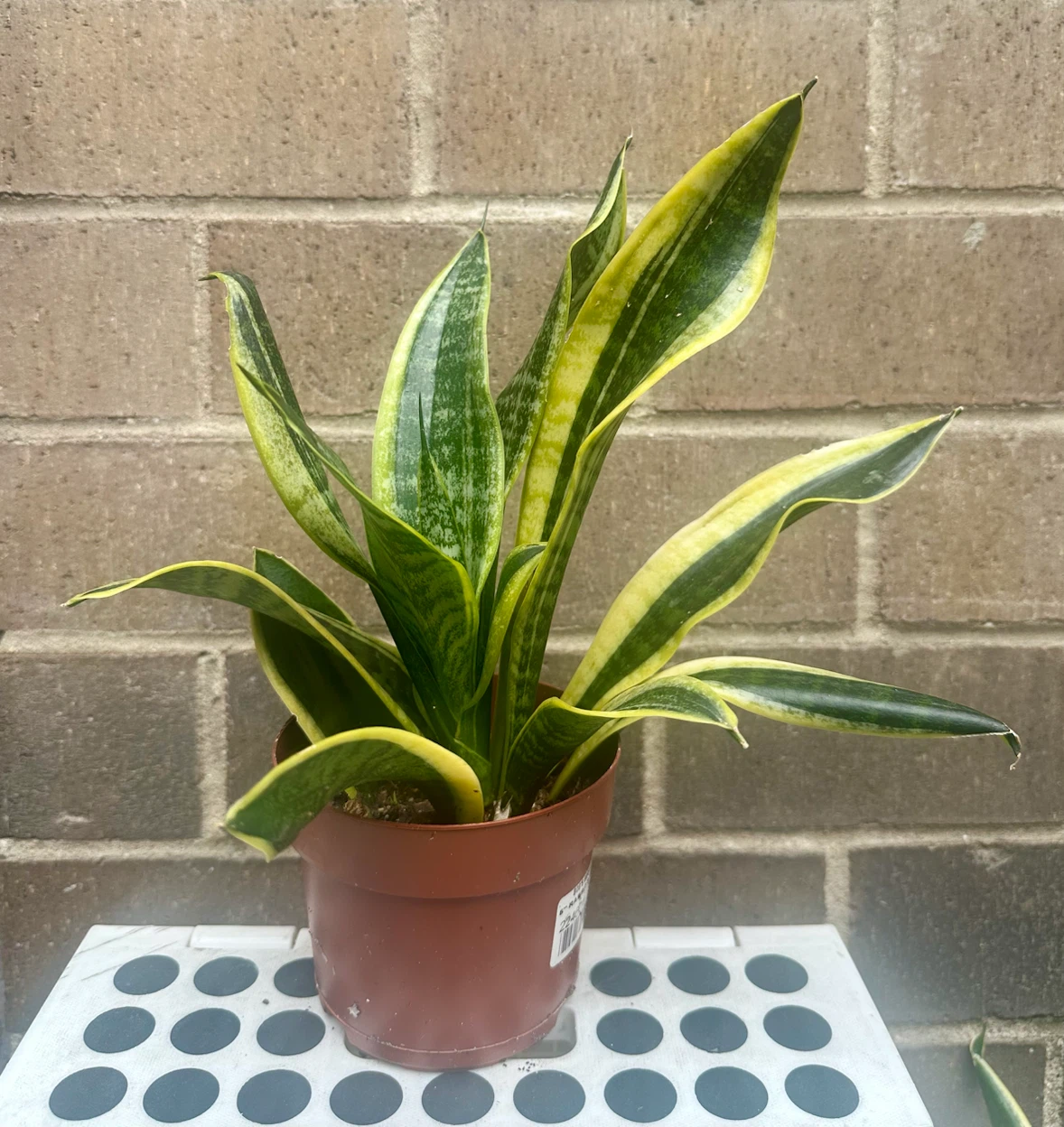 4 inch Snake plant Sansevieria Trifasciata optional cover pot - photo 5