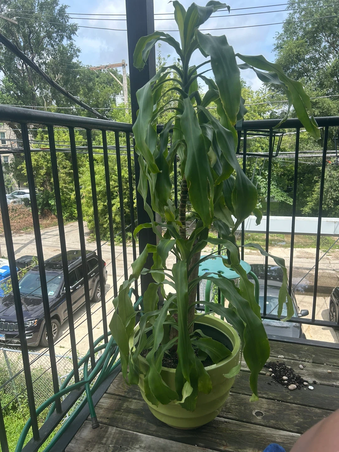 Dracaena Fragrans Corn Plant