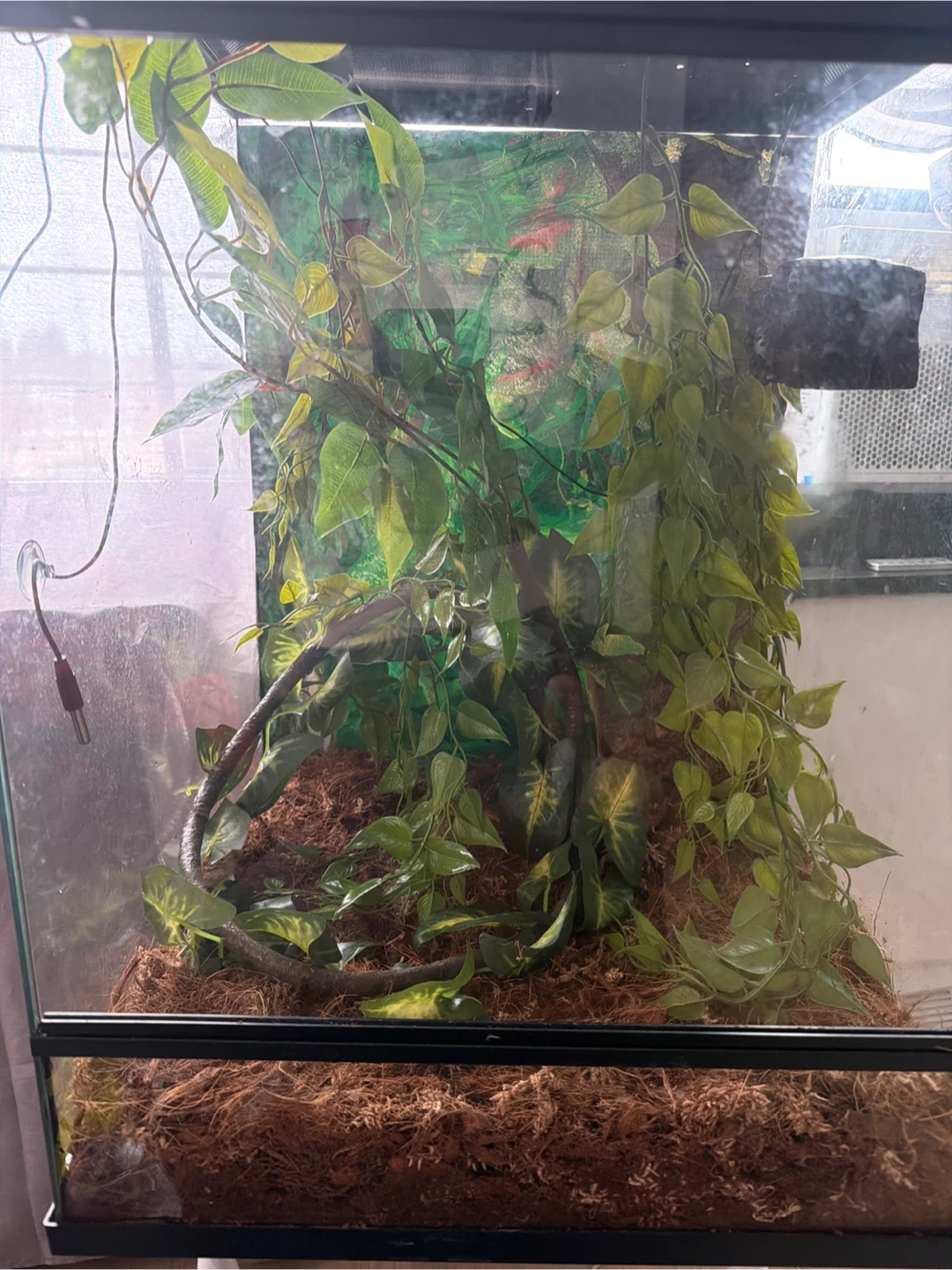 Terrarium with gargoyle Gecko