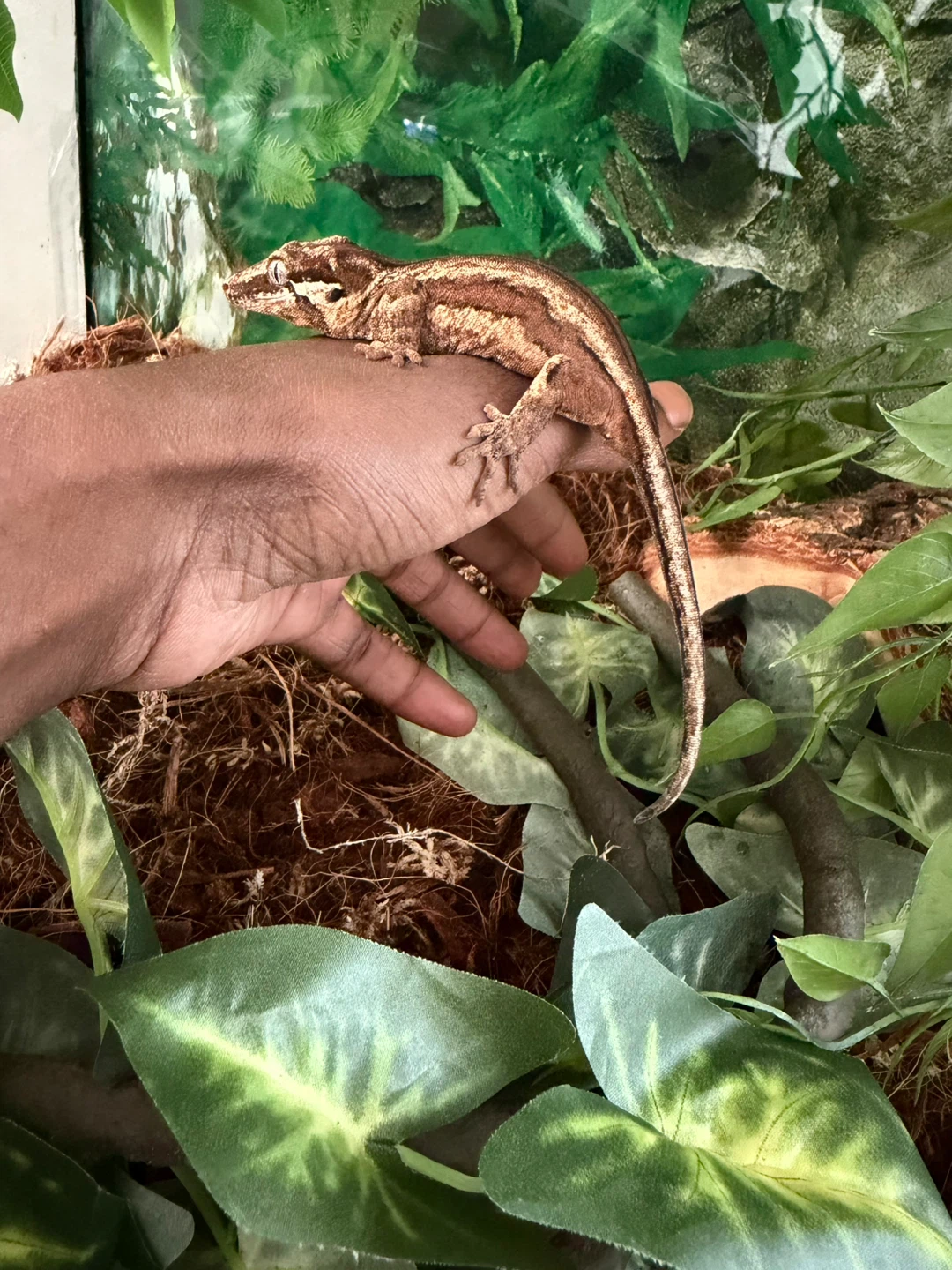 Terrarium with gargoyle Gecko - photo 2