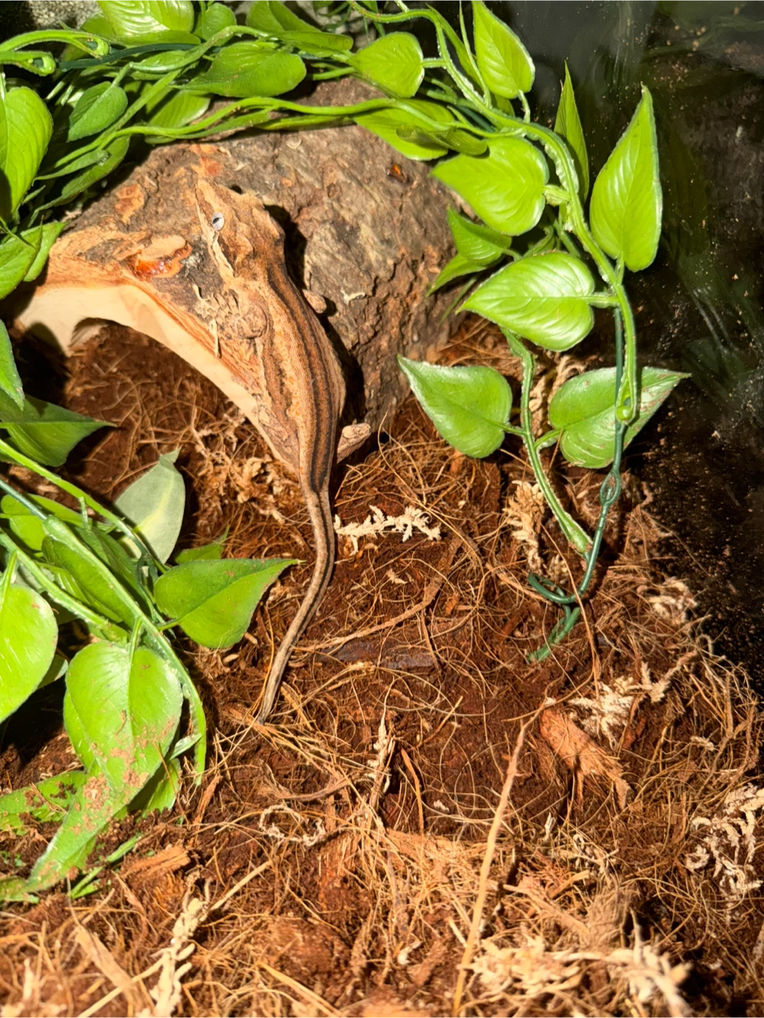 Terrarium with gargoyle Gecko - photo 3