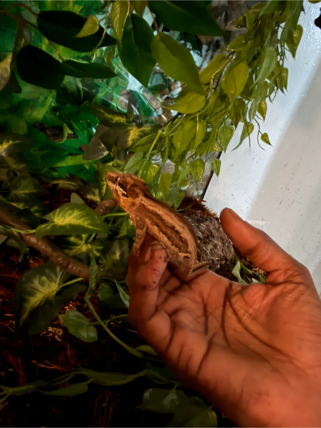 Terrarium with gargoyle Gecko - photo 4