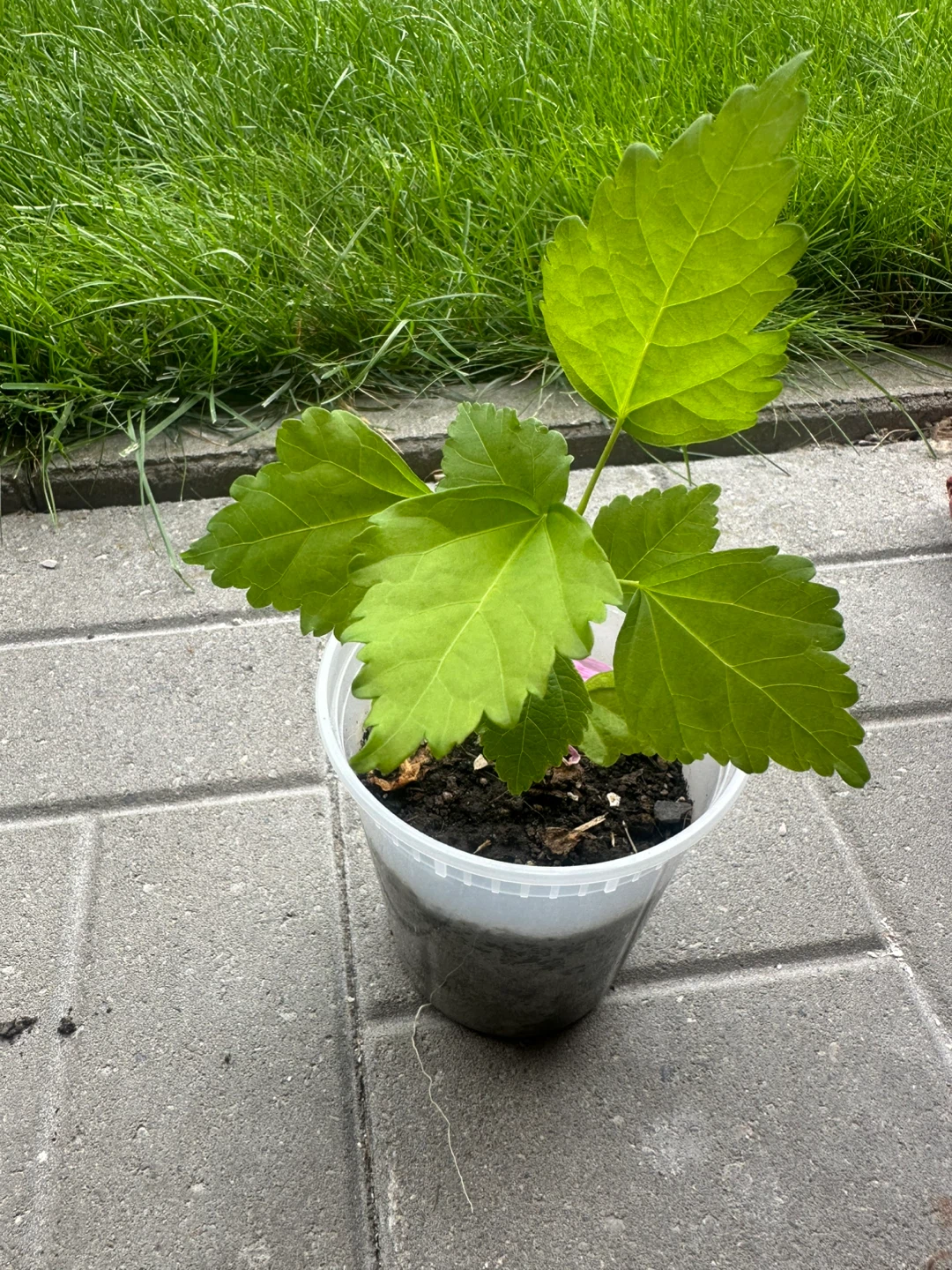 Rose of Sharon Plant in Pot