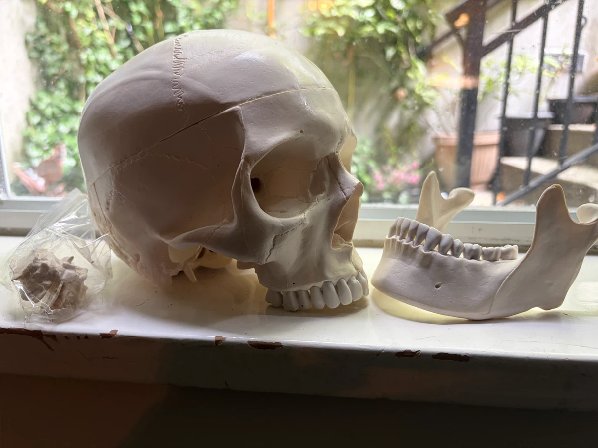 NEW. Plastic Skull Model and Jaw