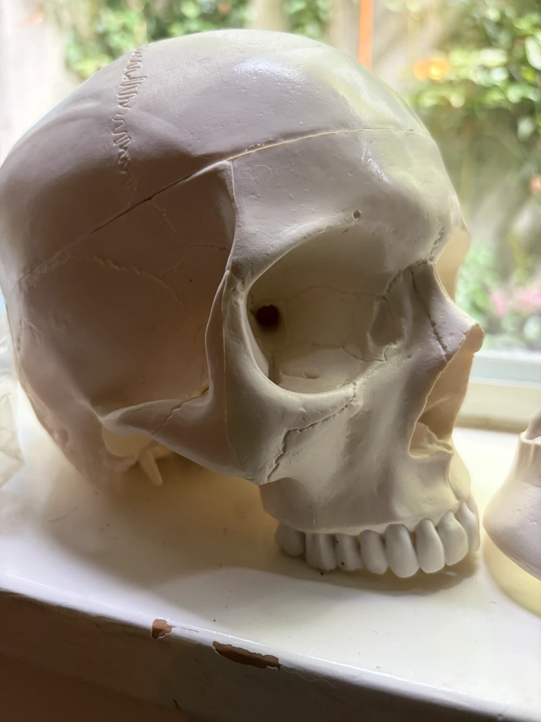NEW. Plastic Skull Model and Jaw - photo 2