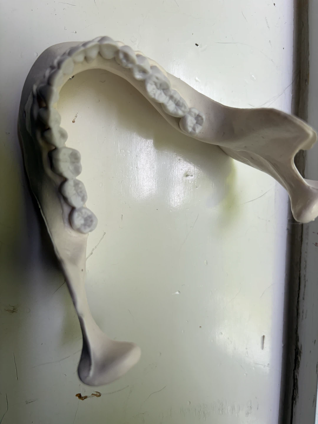 NEW. Plastic Skull Model and Jaw - photo 3