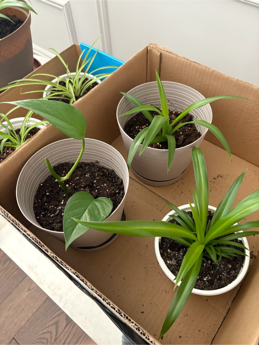 Assorted Air purifier Potted Plants