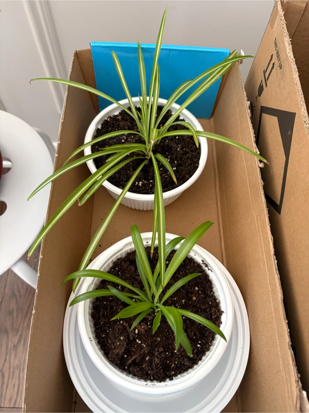 Assorted Air purifier Potted Plants - photo 2