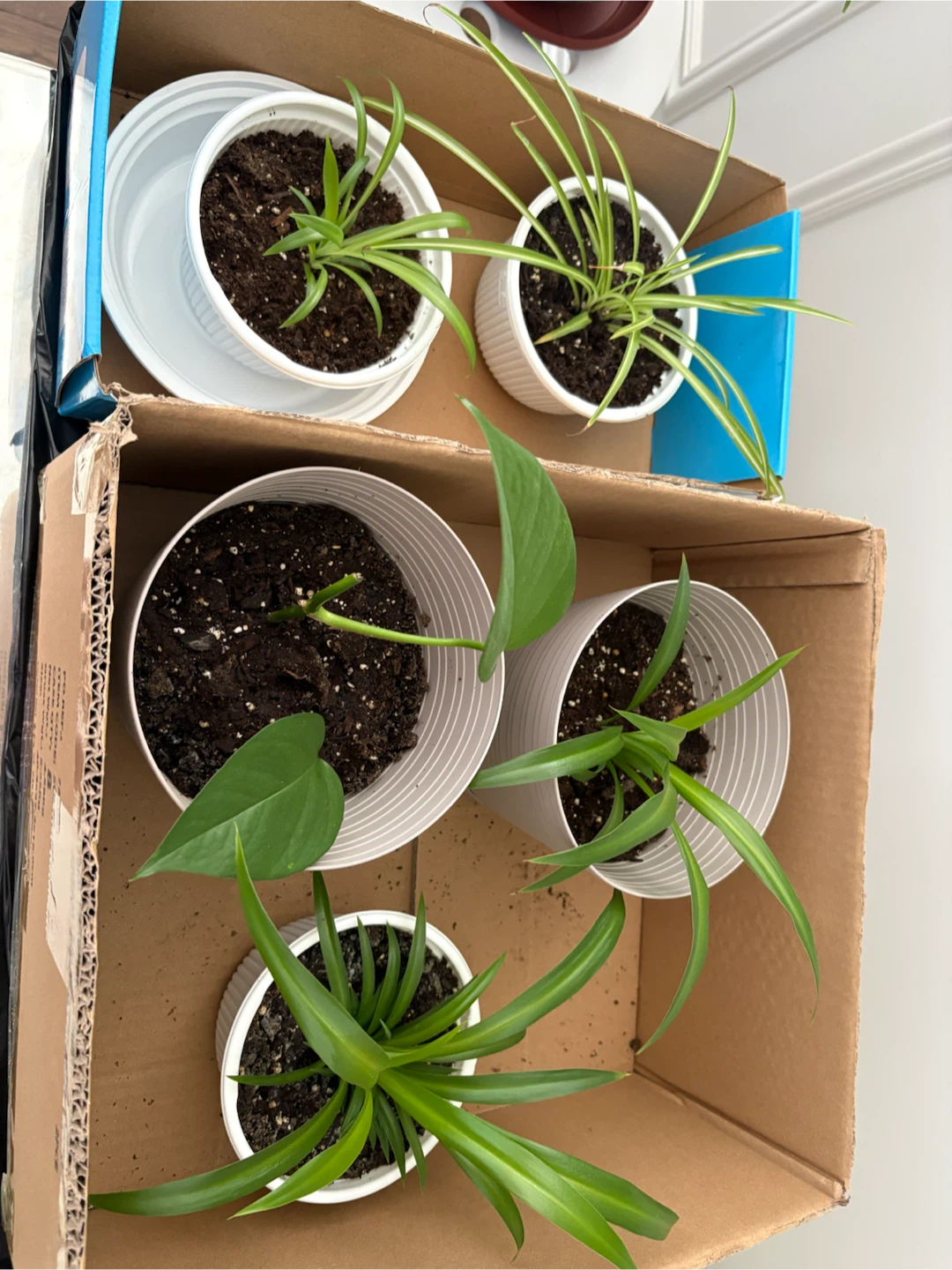 Assorted Air purifier Potted Plants - photo 3
