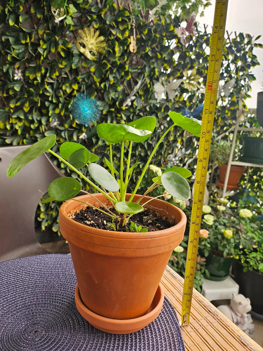 Chinese Money Plant in clay pot and tray - photo 2