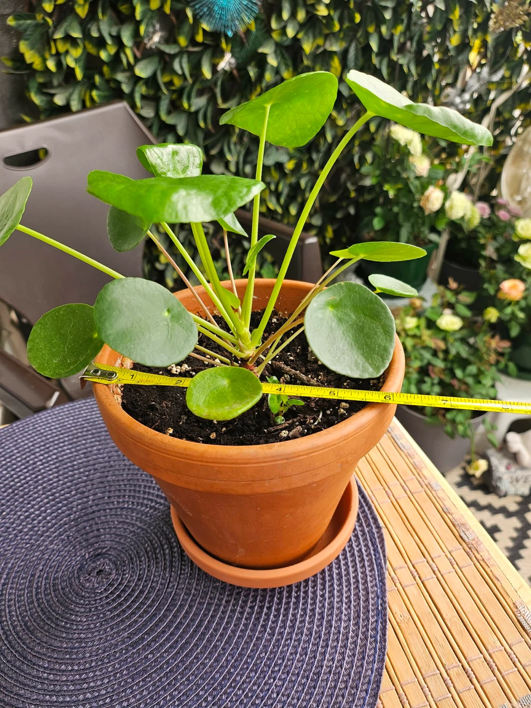Chinese Money Plant in clay pot and tray - photo 3