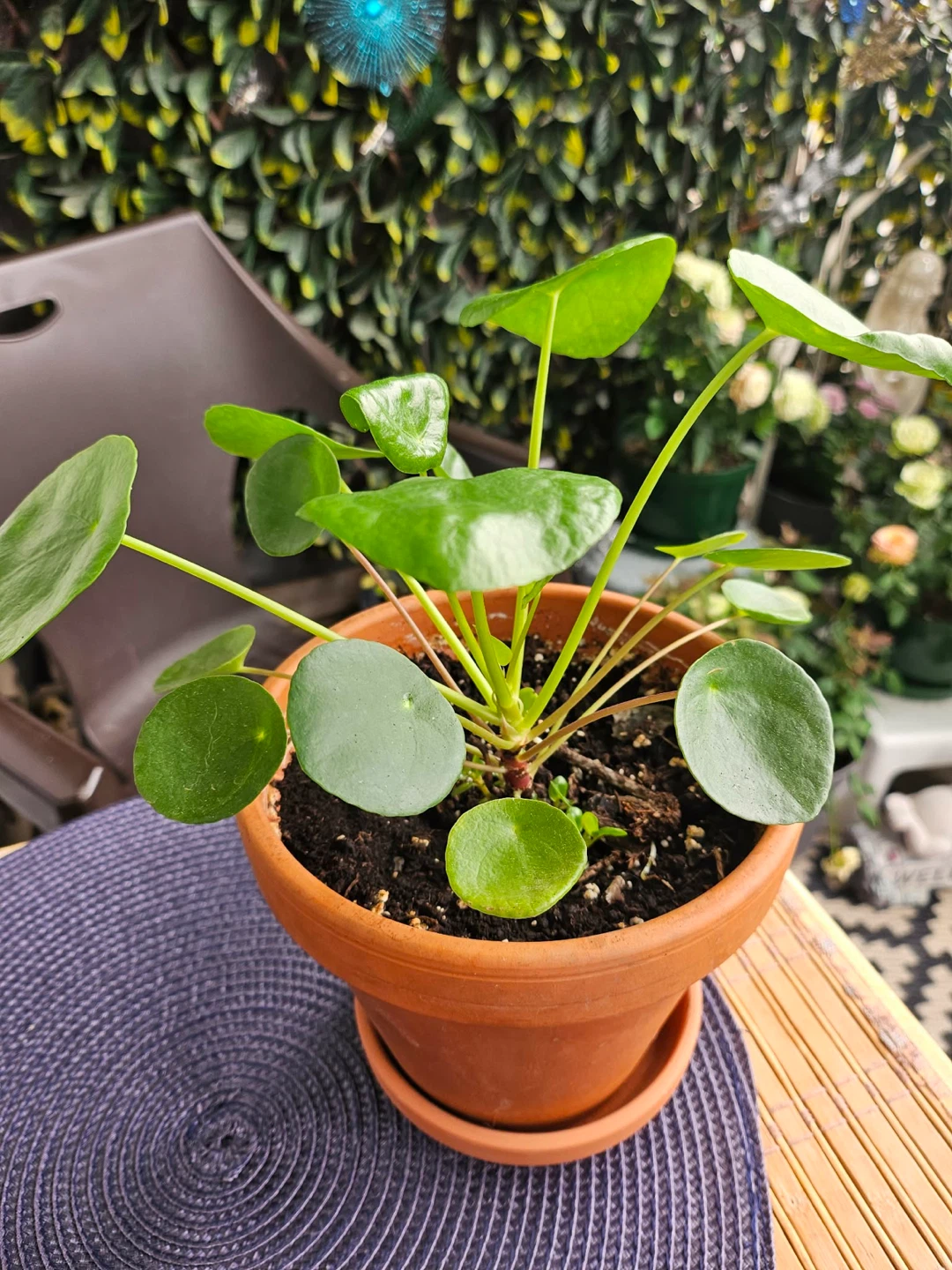 Chinese Money Plant in clay pot and tray - photo 4