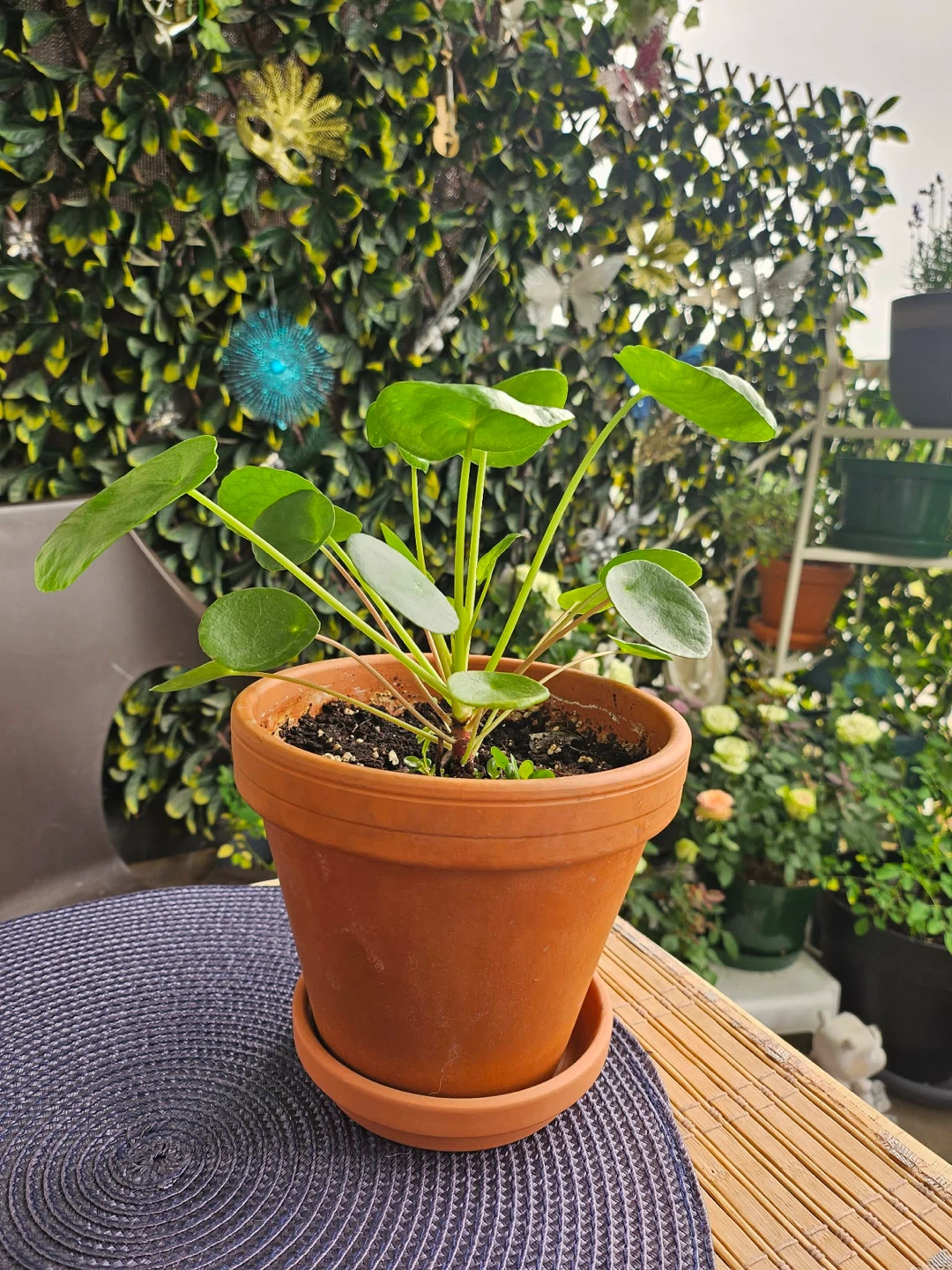 Chinese Money Plant in clay pot and tray - photo 5