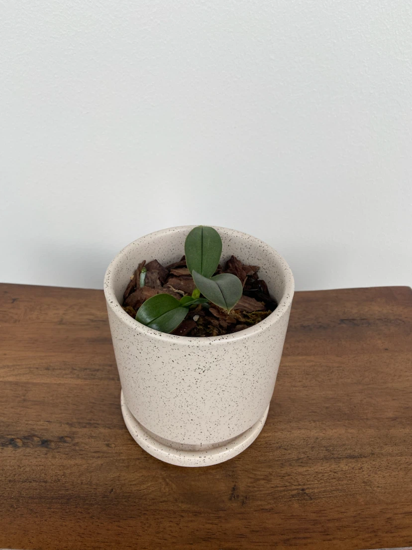 Various Potted Plants (orchids, snake plant & succulents) - photo 2