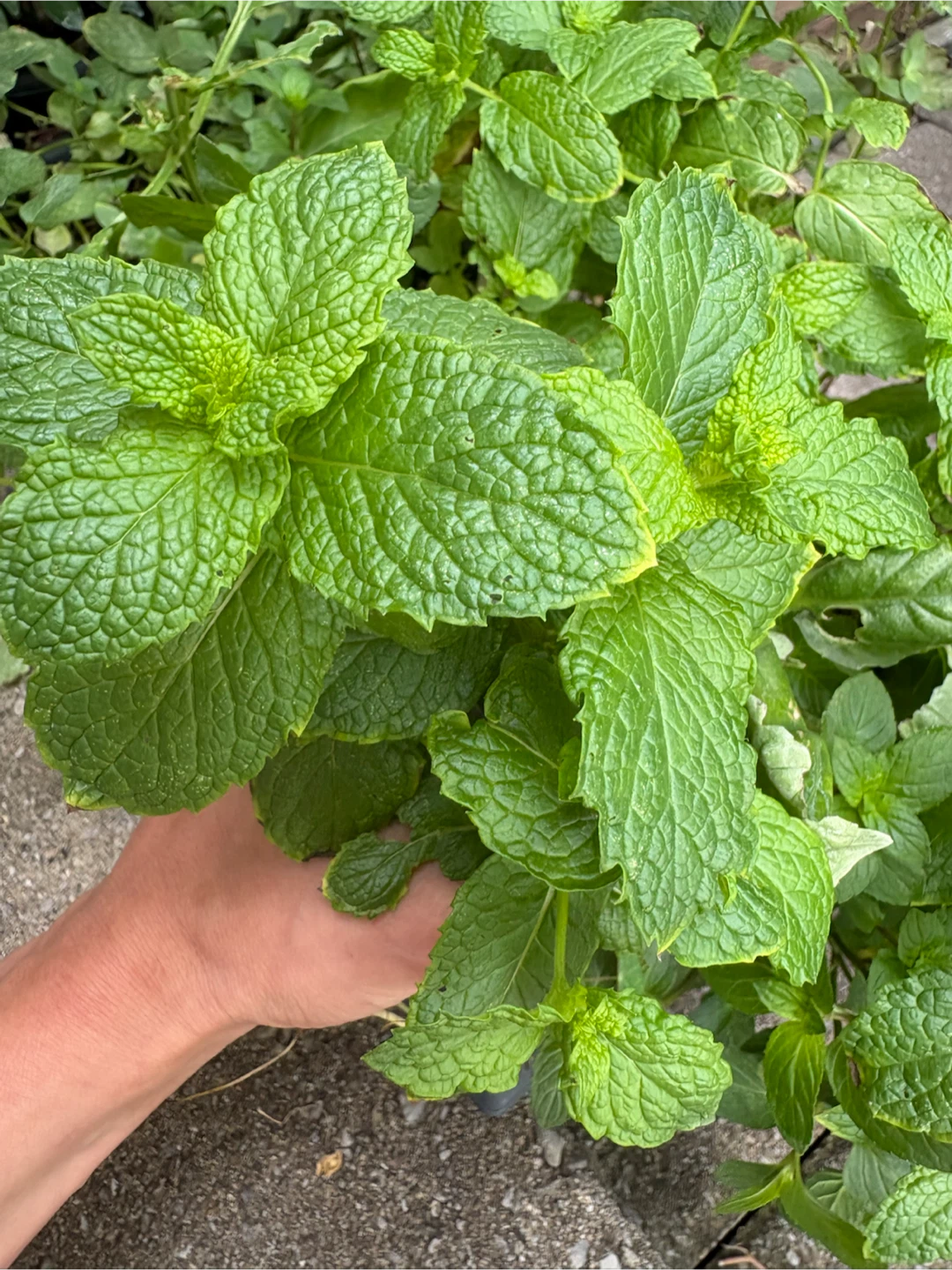 Organic: Fresh Mint