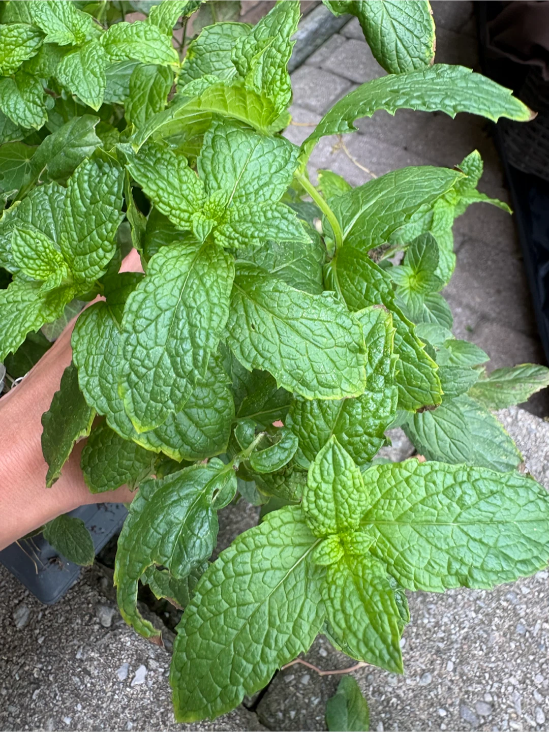 Organic: Fresh Mint - photo 2