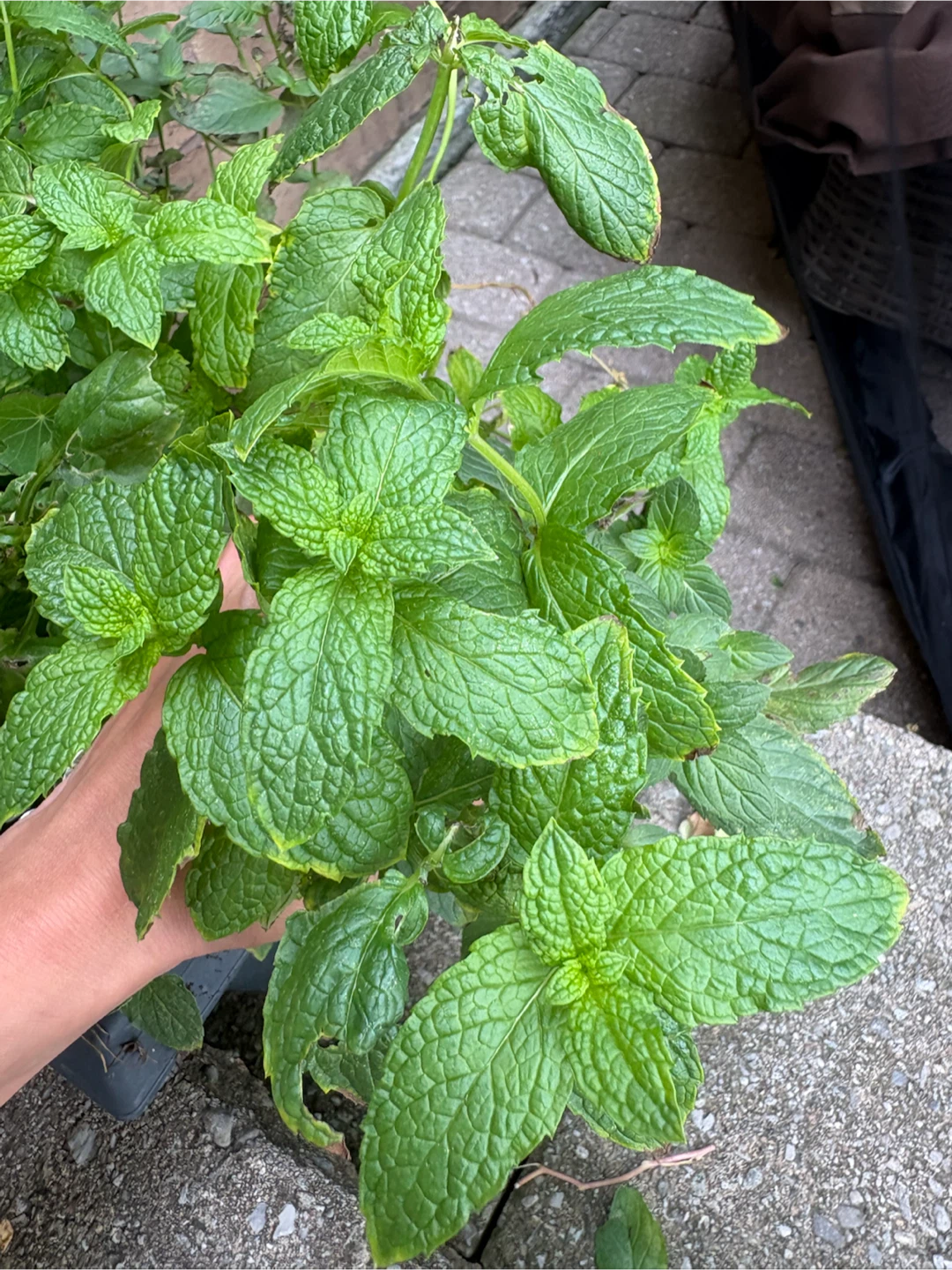 Organic: Fresh Mint - photo 3