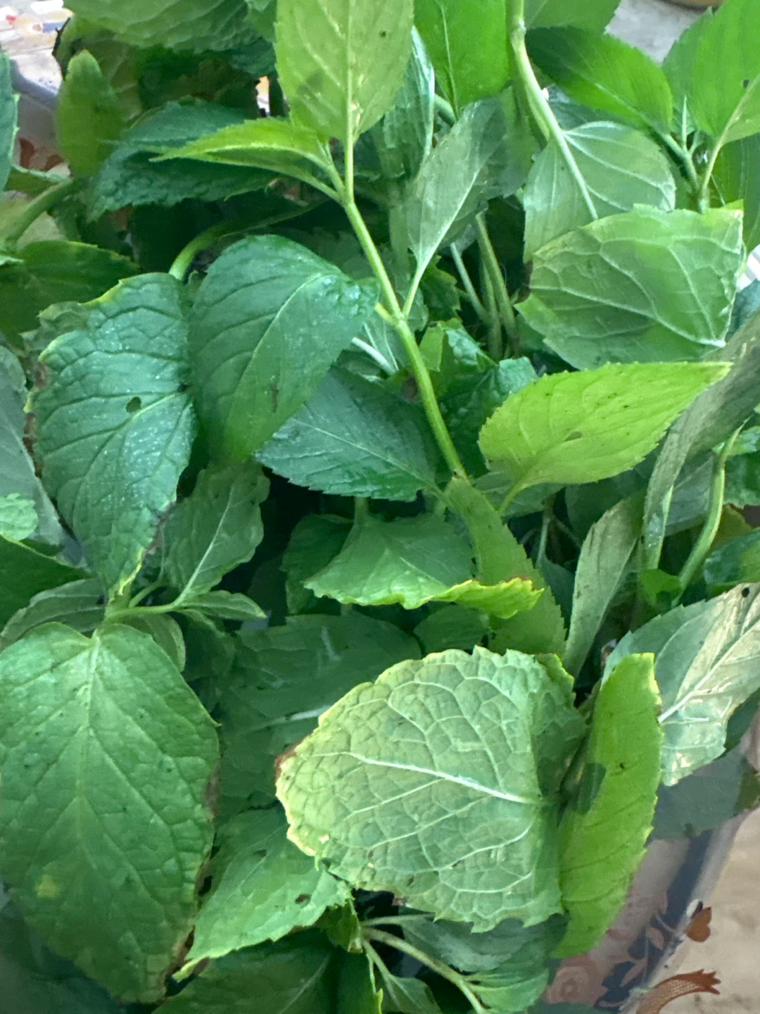 Organic: Fresh Mint - photo 4
