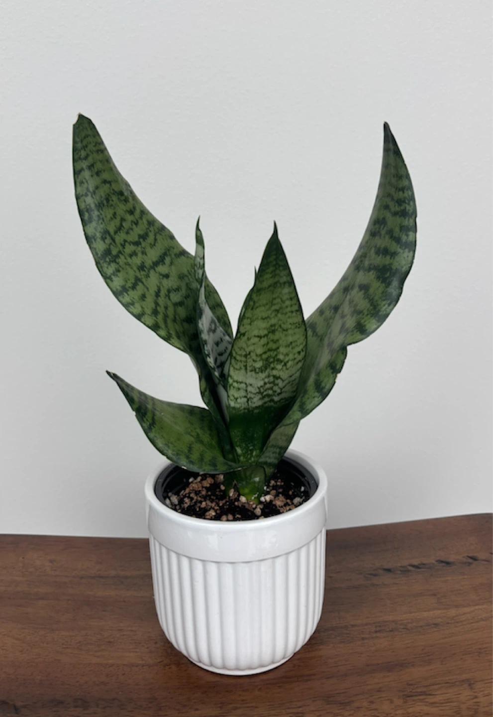 Various Potted Plants (orchids, snake plant & succulents) - photo 3