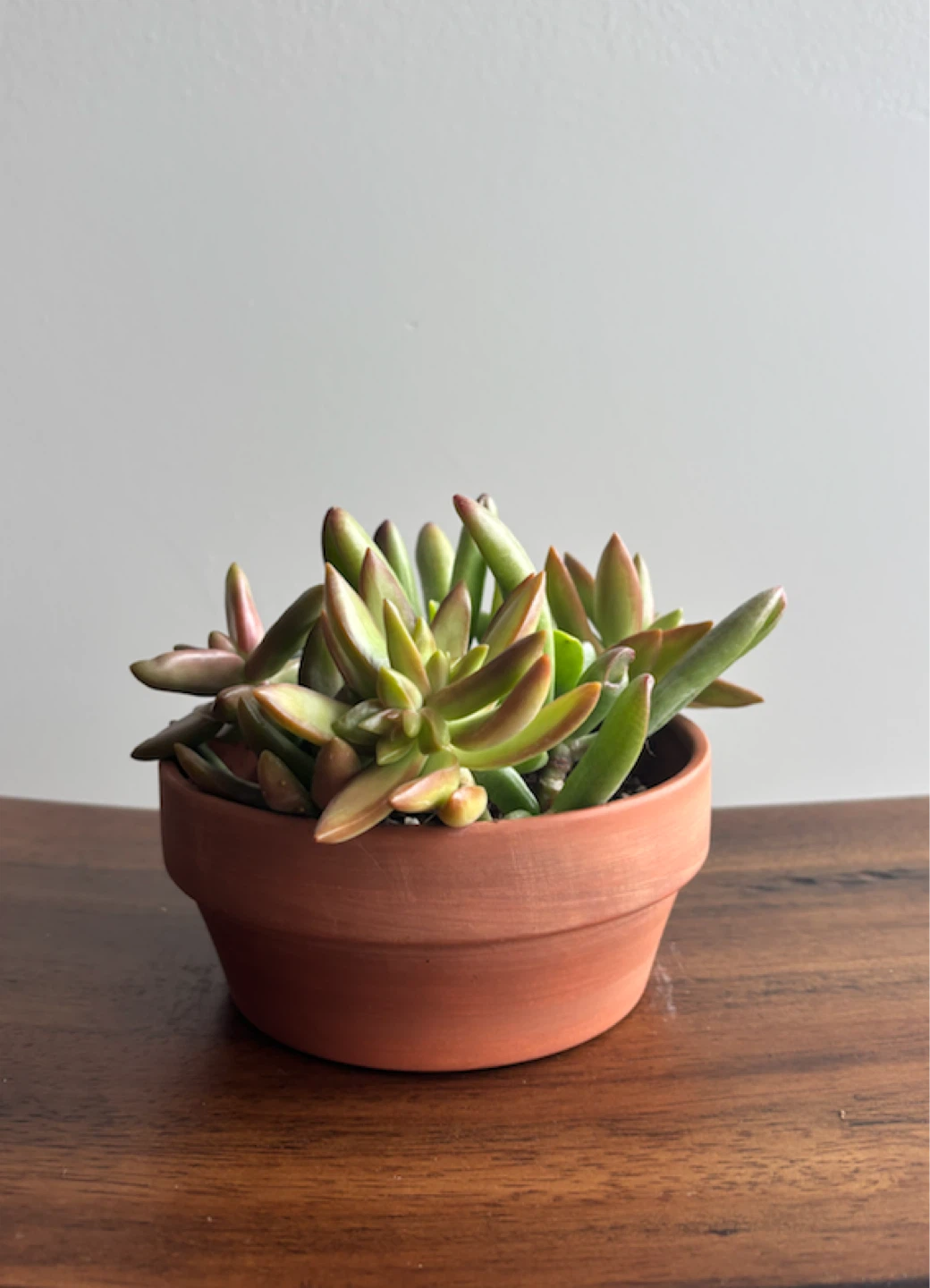 Various Potted Plants (orchids, snake plant & succulents) - photo 4