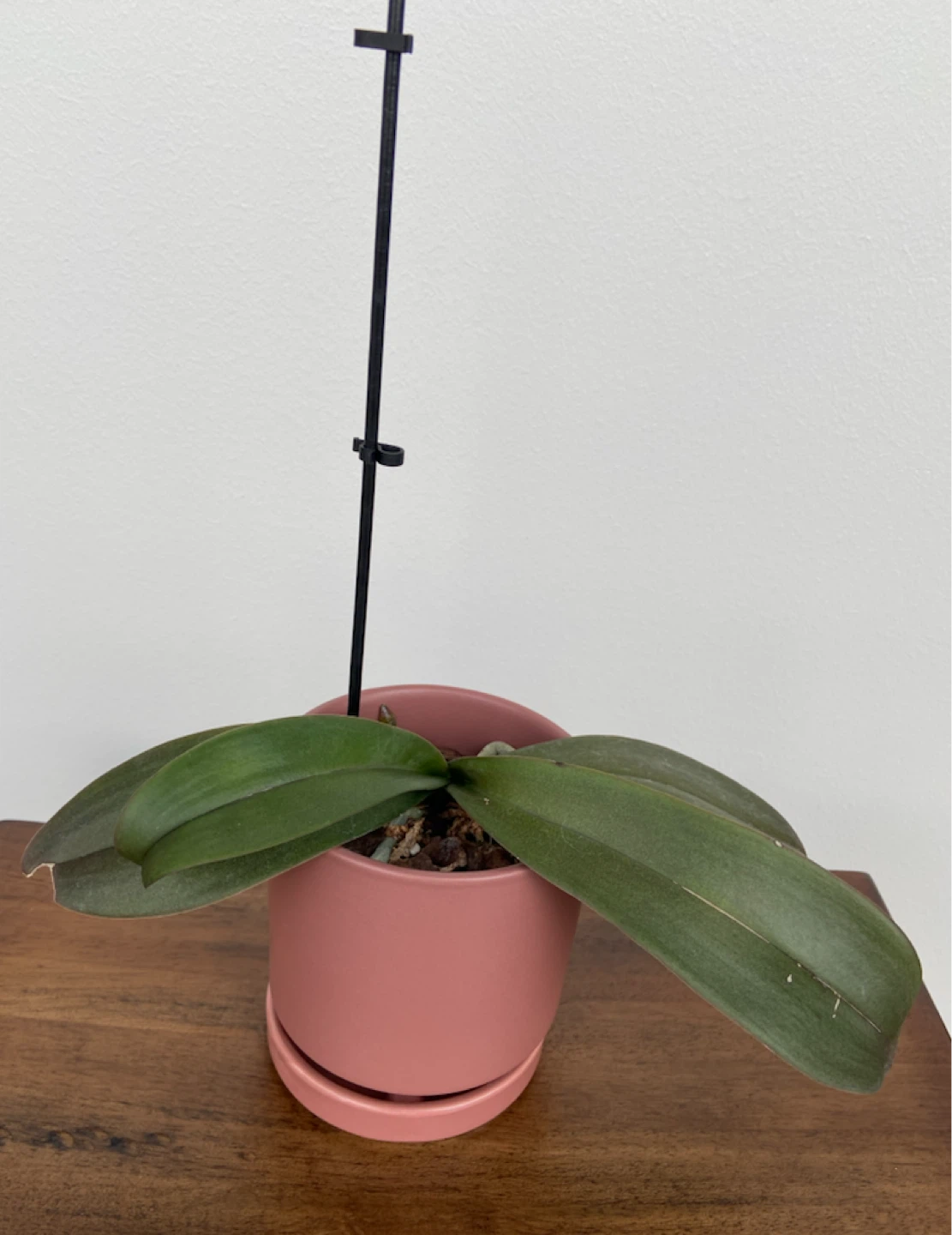 Various Potted Plants (orchids, snake plant & succulents)