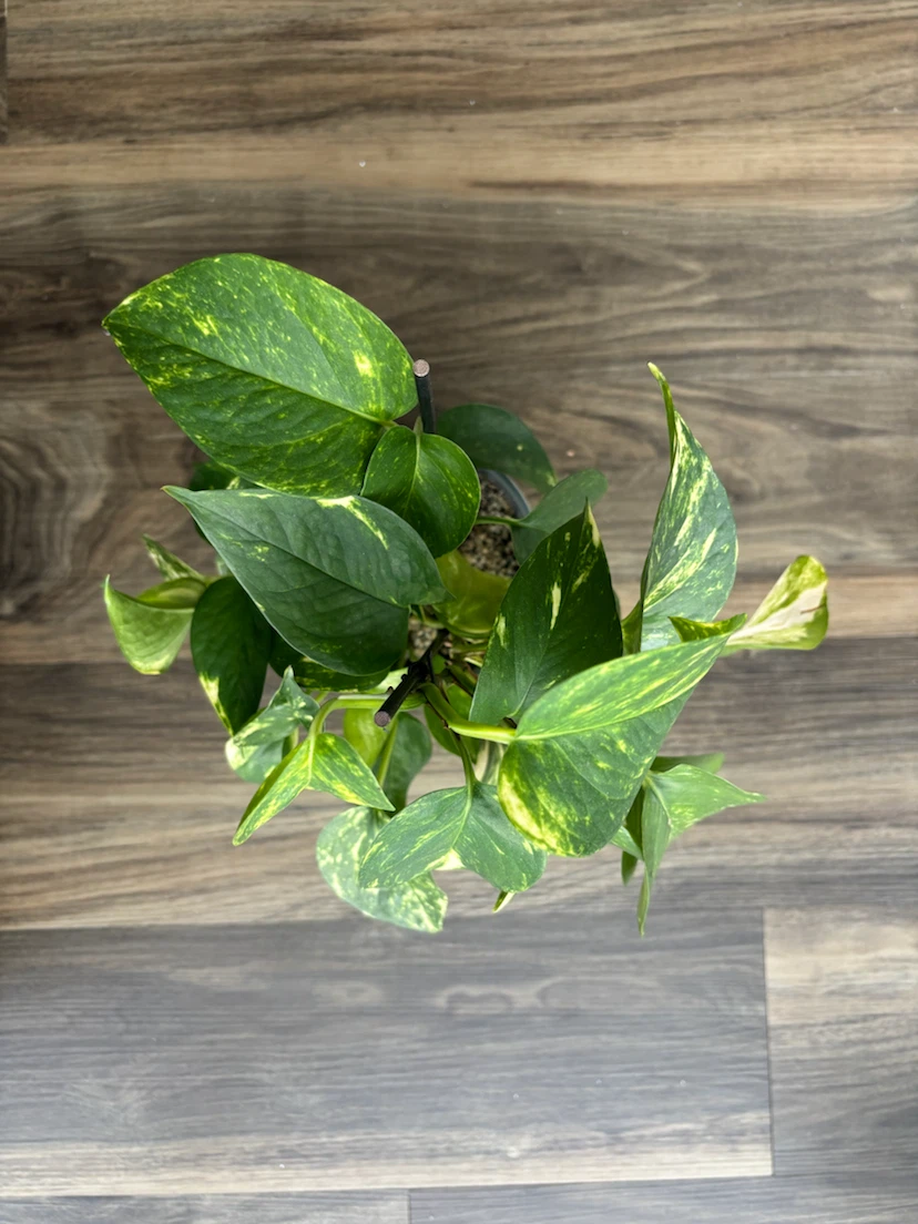 Golden Pothos and Ginseng Ficus bundle - photo 2