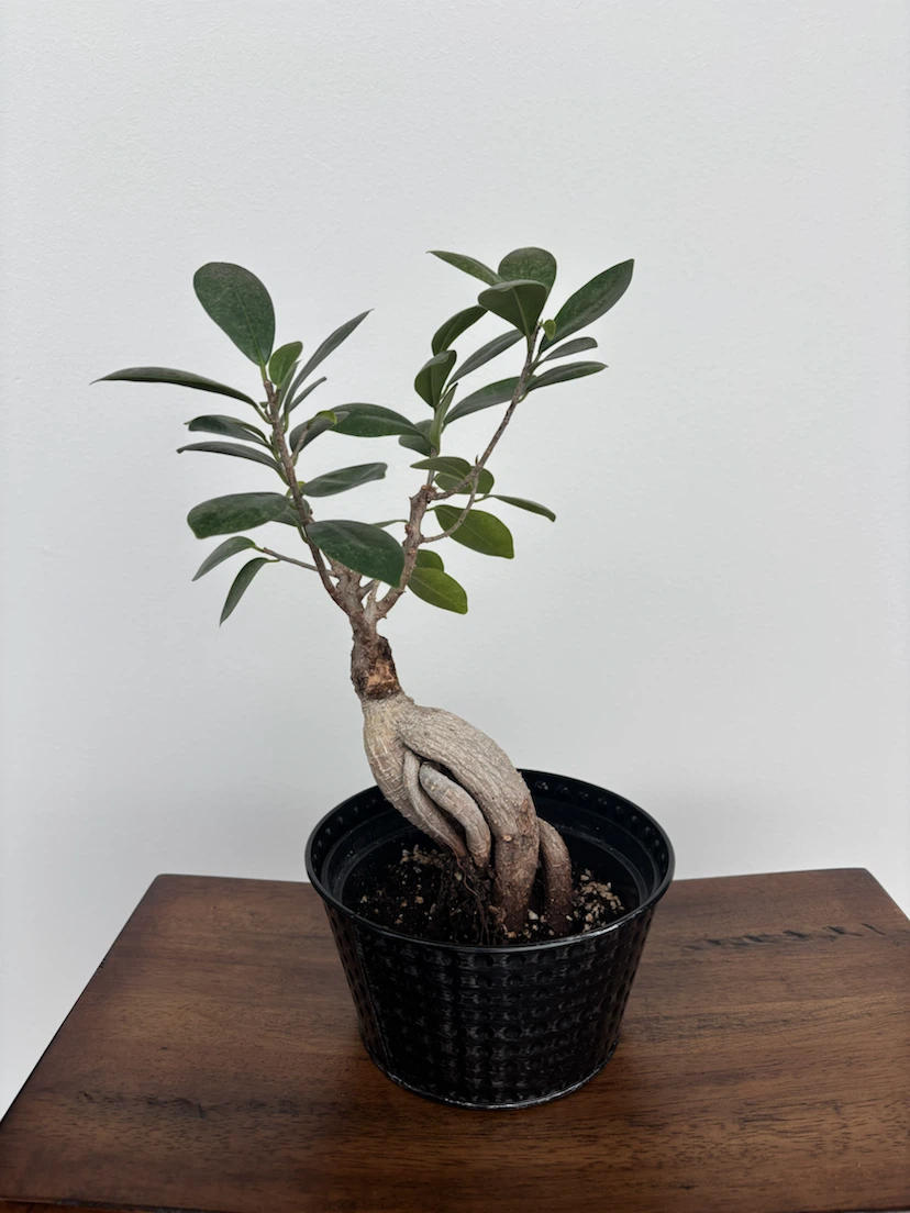 Golden Pothos and Ginseng Ficus bundle - photo 3