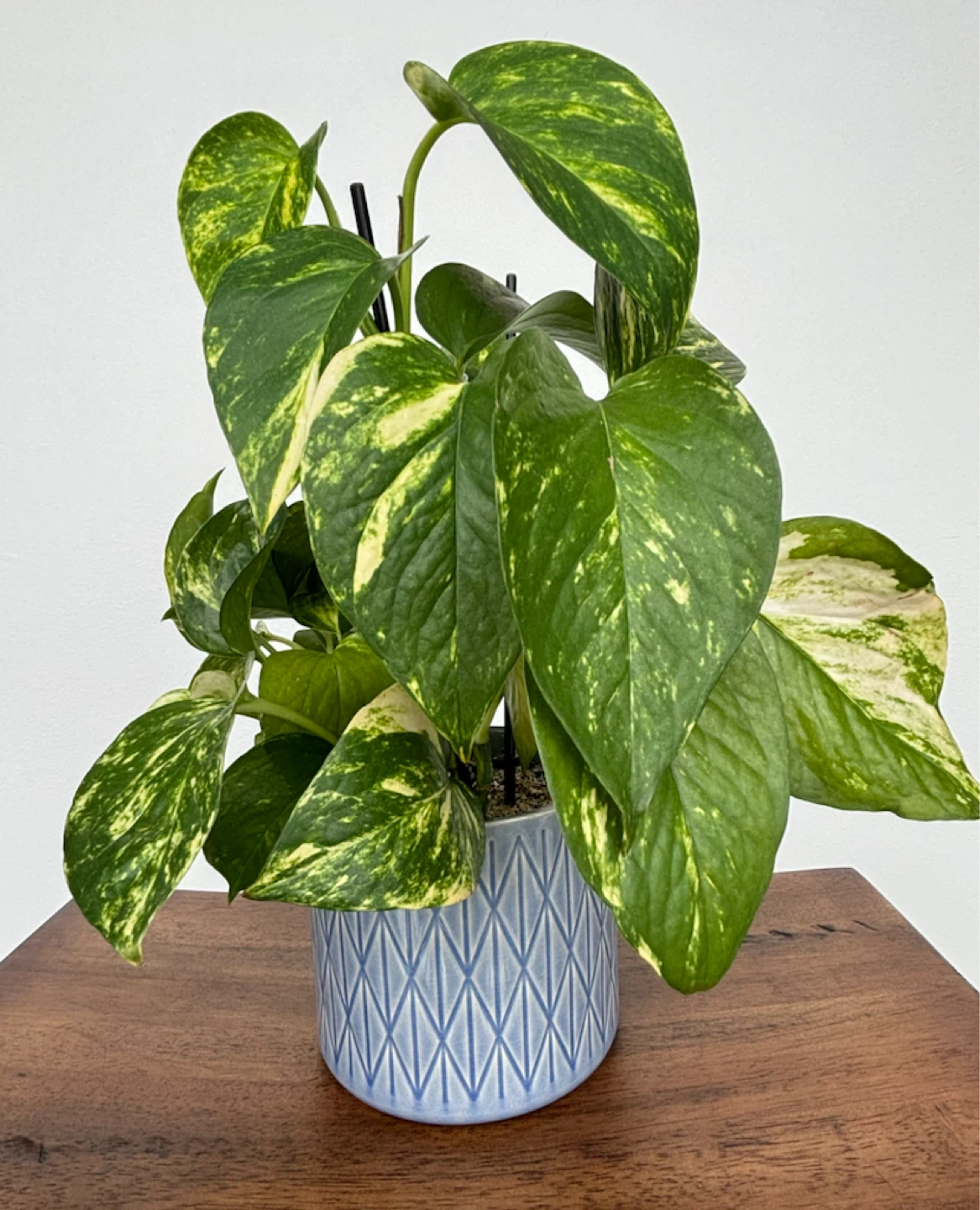 Golden Pothos and Ginseng Ficus bundle