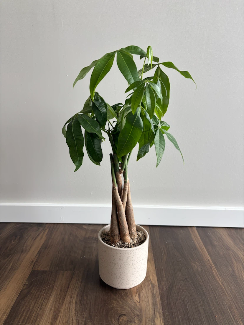 Money Tree and ZZ Plant bundle