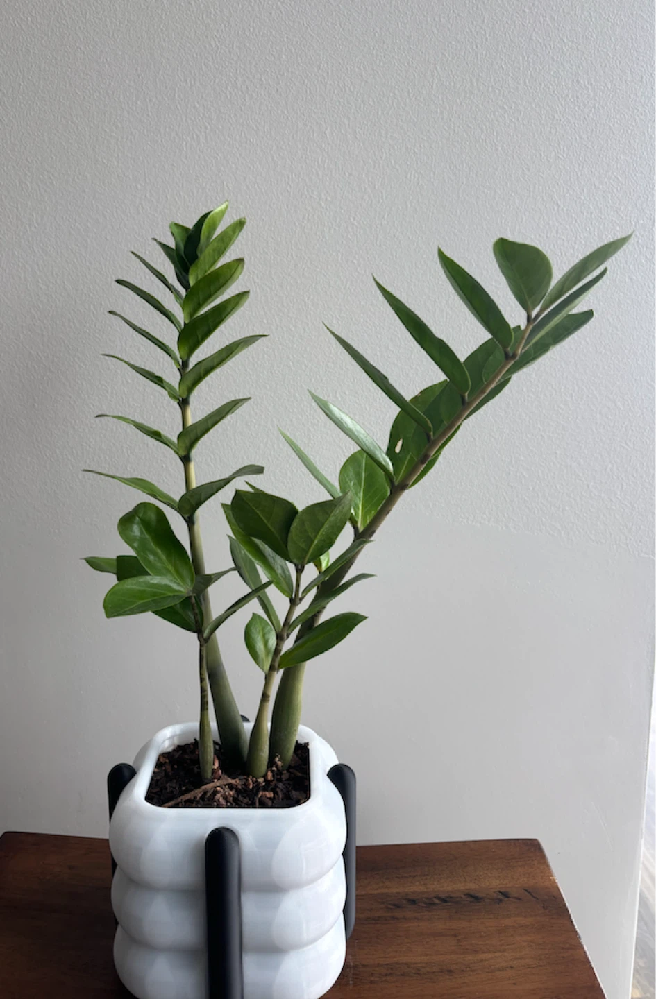Money Tree and ZZ Plant bundle - photo 2