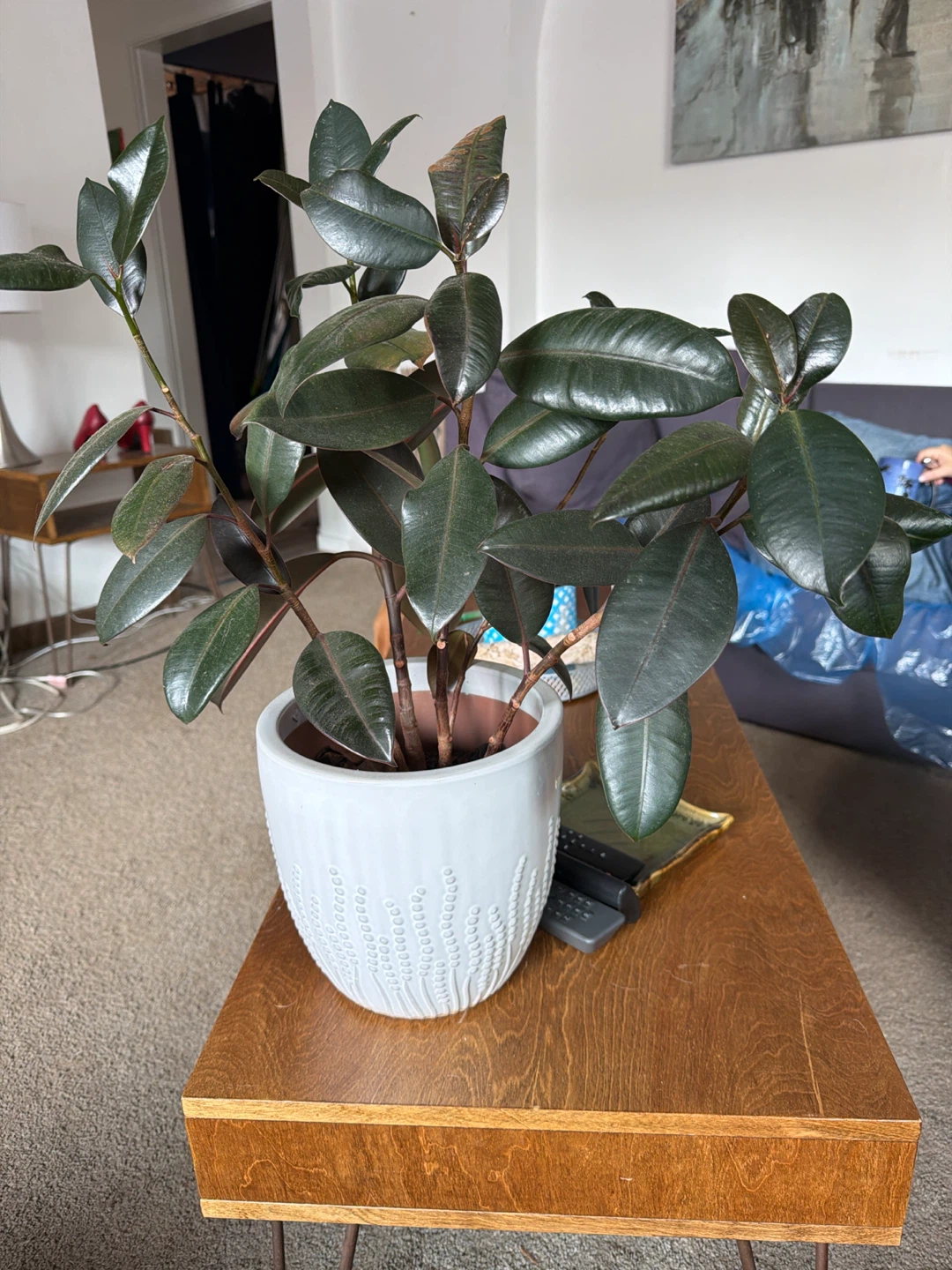 Rubber plant and Decorative Ceramic Planter Pot