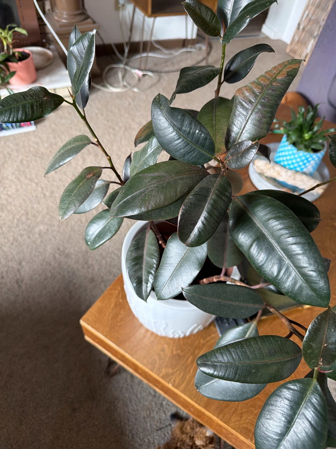 Rubber plant and Decorative Ceramic Planter Pot - photo 2